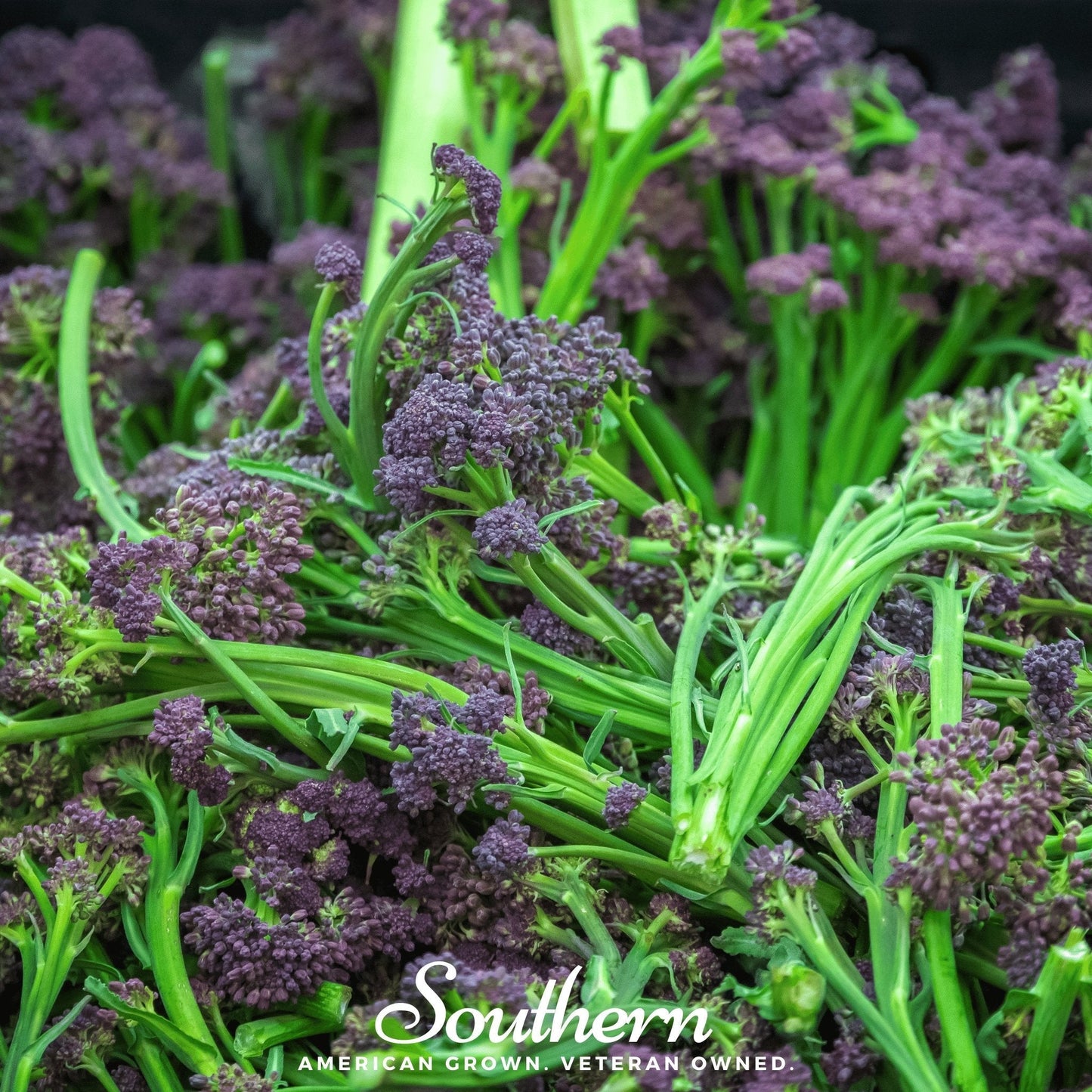 Purple Sprouting Broccoli ā 100 Seeds
