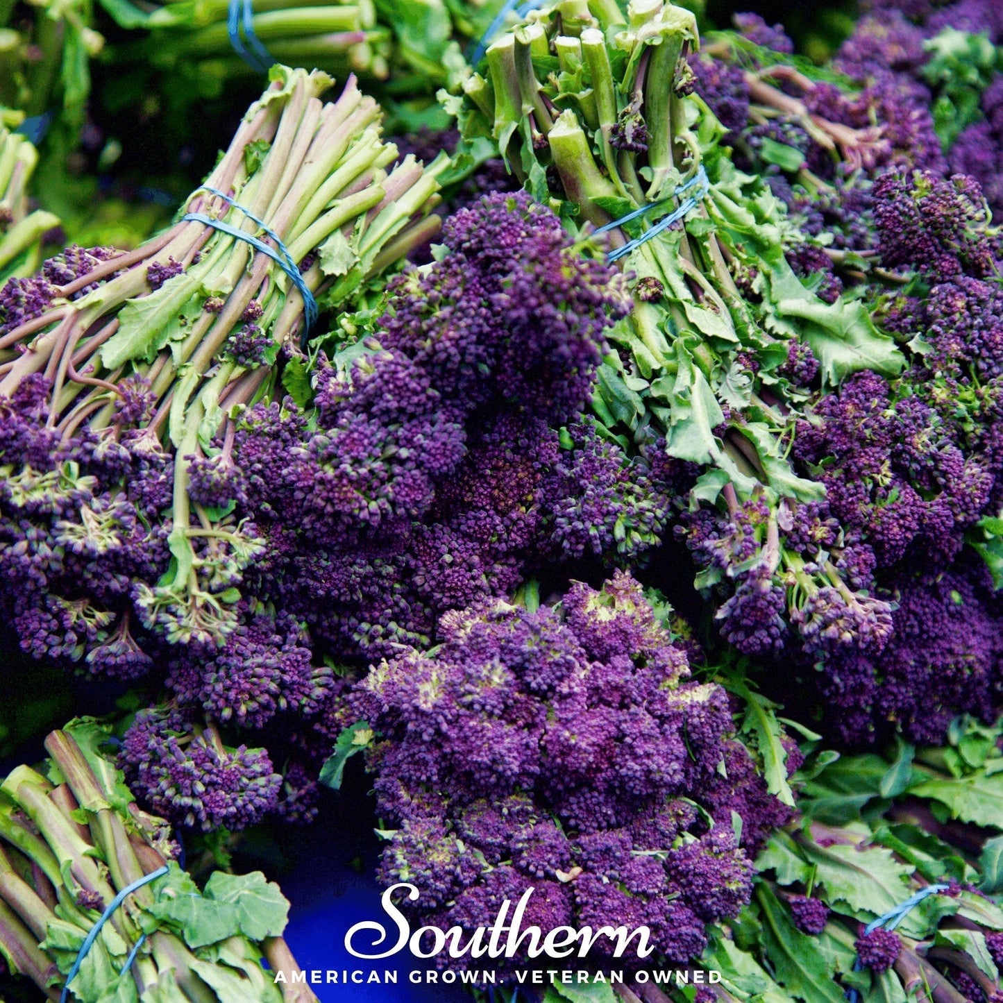 Purple Sprouting Broccoli ā 100 Seeds