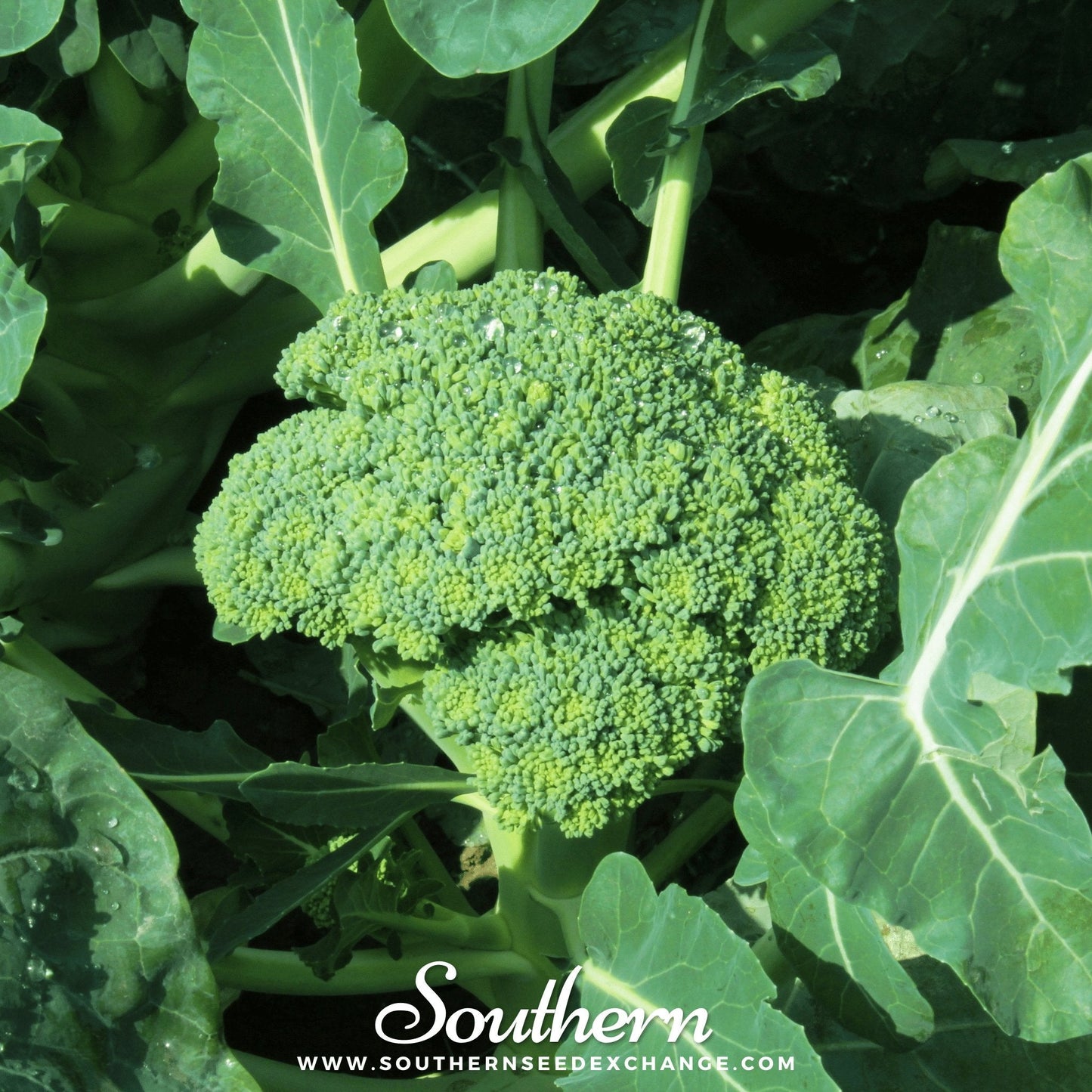 Waltham 29 Broccoli ā 100 Seeds