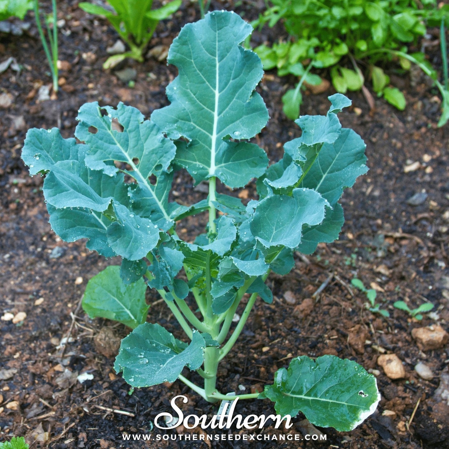 Waltham 29 Broccoli ā 100 Seeds