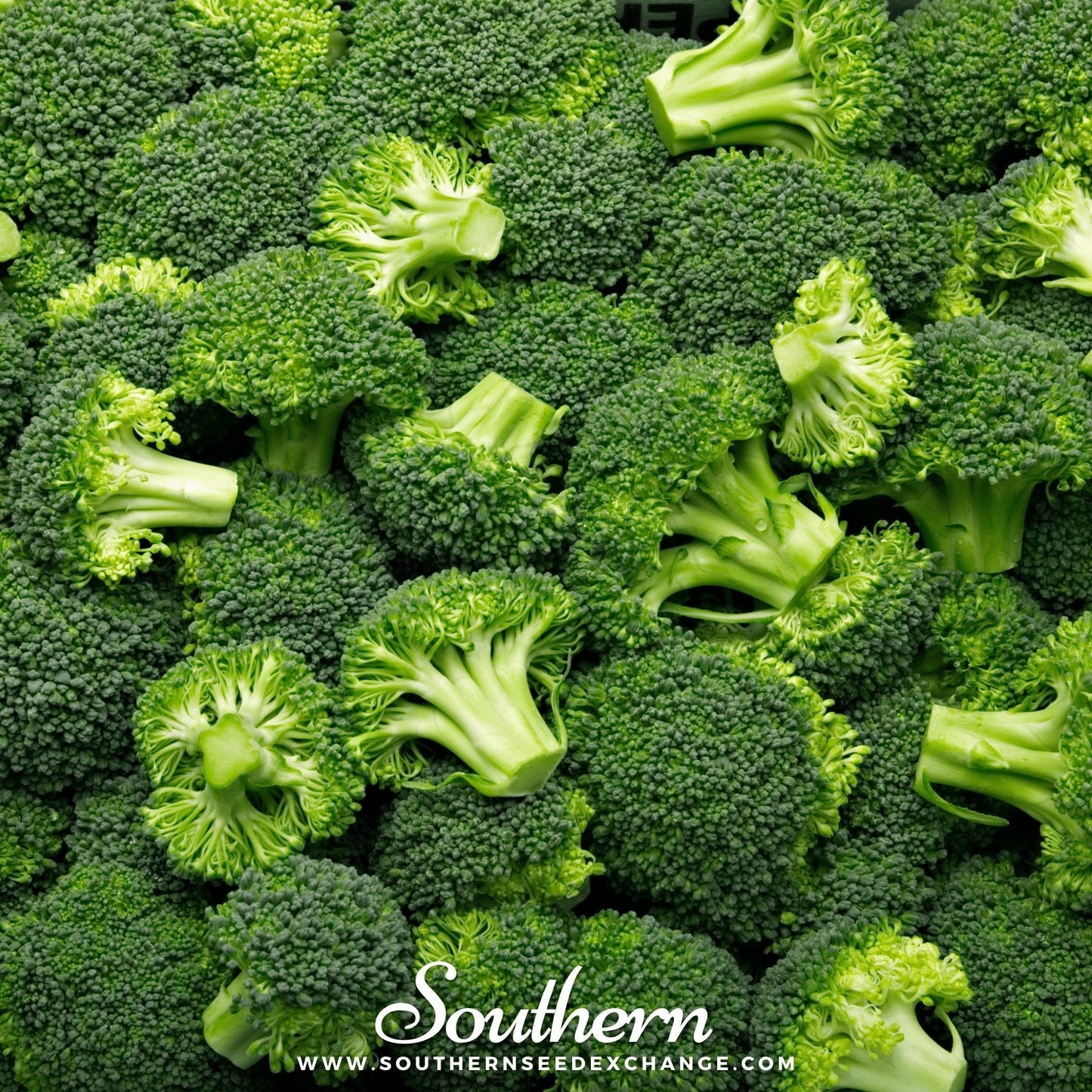 Waltham 29 Broccoli ā 100 Seeds