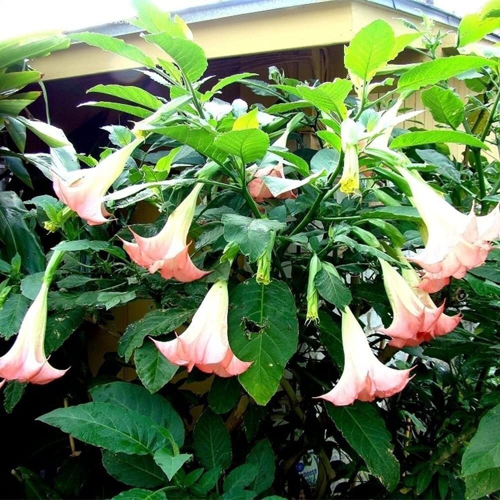 Brugmansia Pink Delight Angels Trumpet Moonflower - 10 Seeds - Flowering Accent Plant Landscape