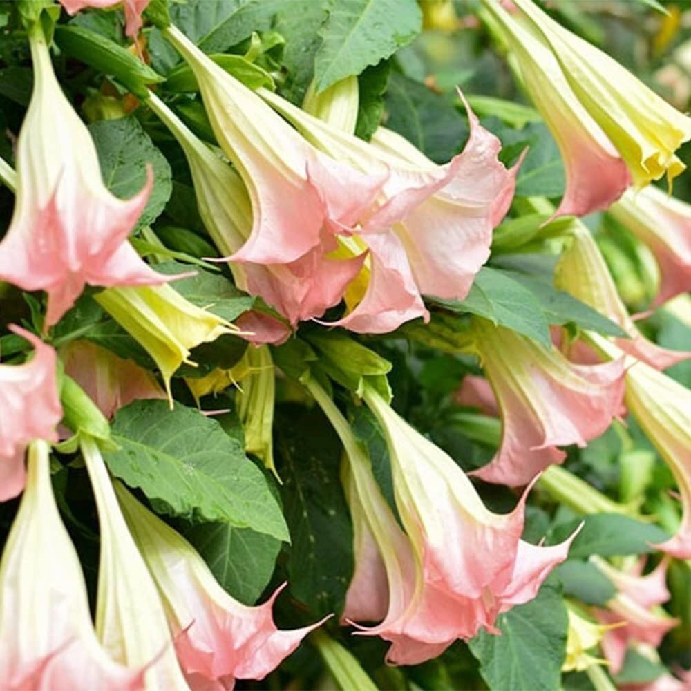 Brugmansia Pink Delight Angels Trumpet Moonflower - 10 Seeds - Flowering Accent Plant Landscape