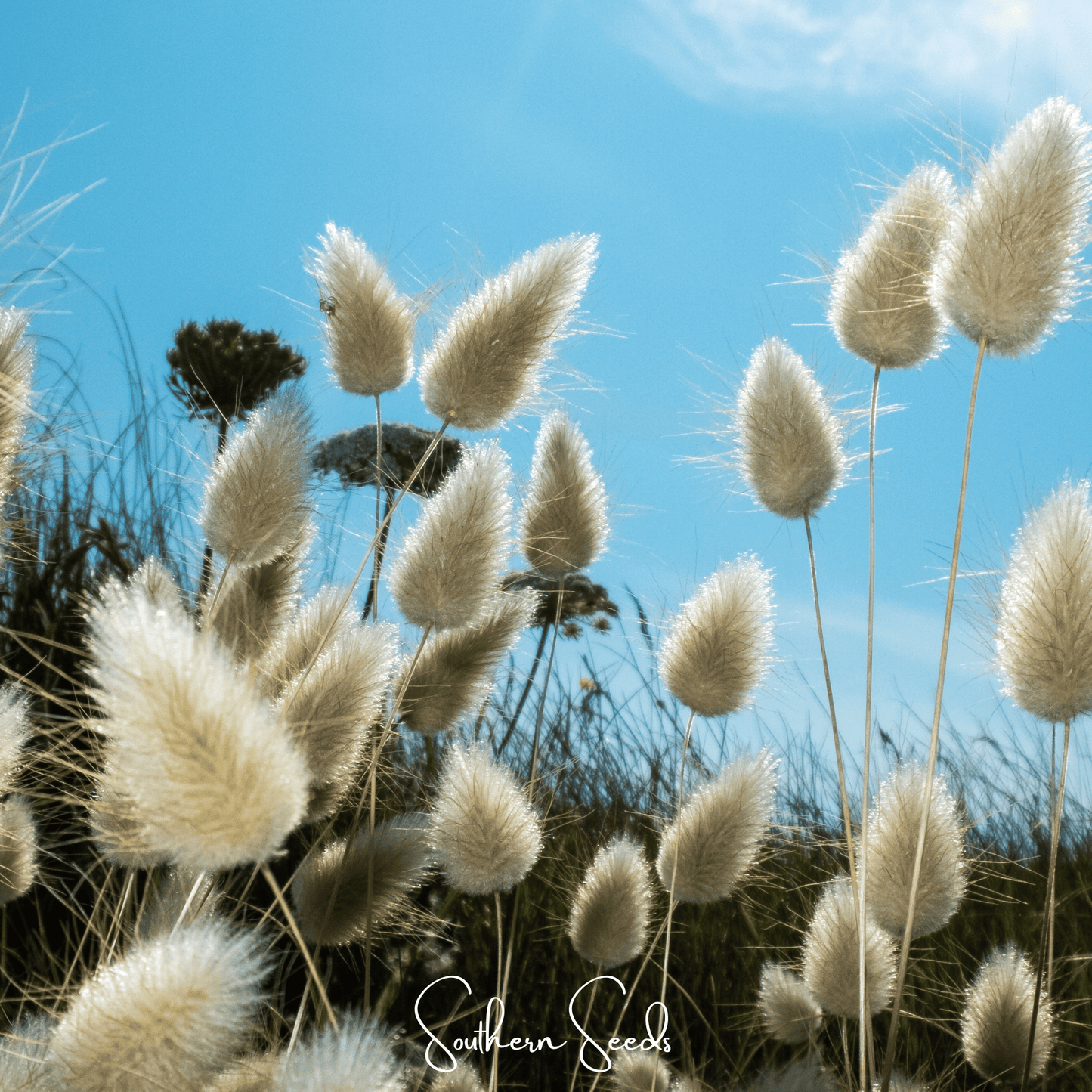 Bunny Tails ā 50 Seeds