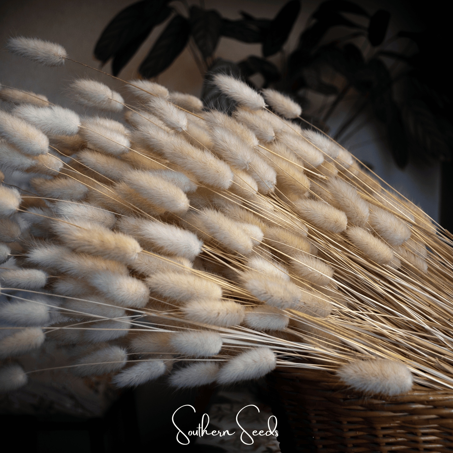 Bunny Tails ā 50 Seeds
