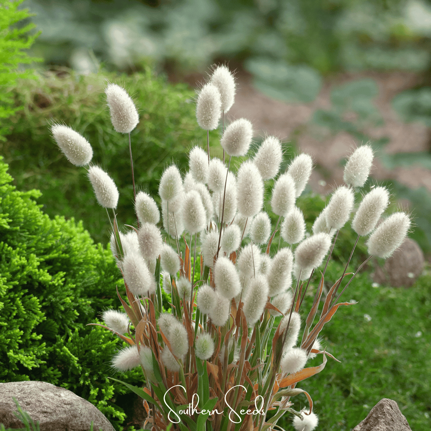 Bunny Tails ā 50 Seeds