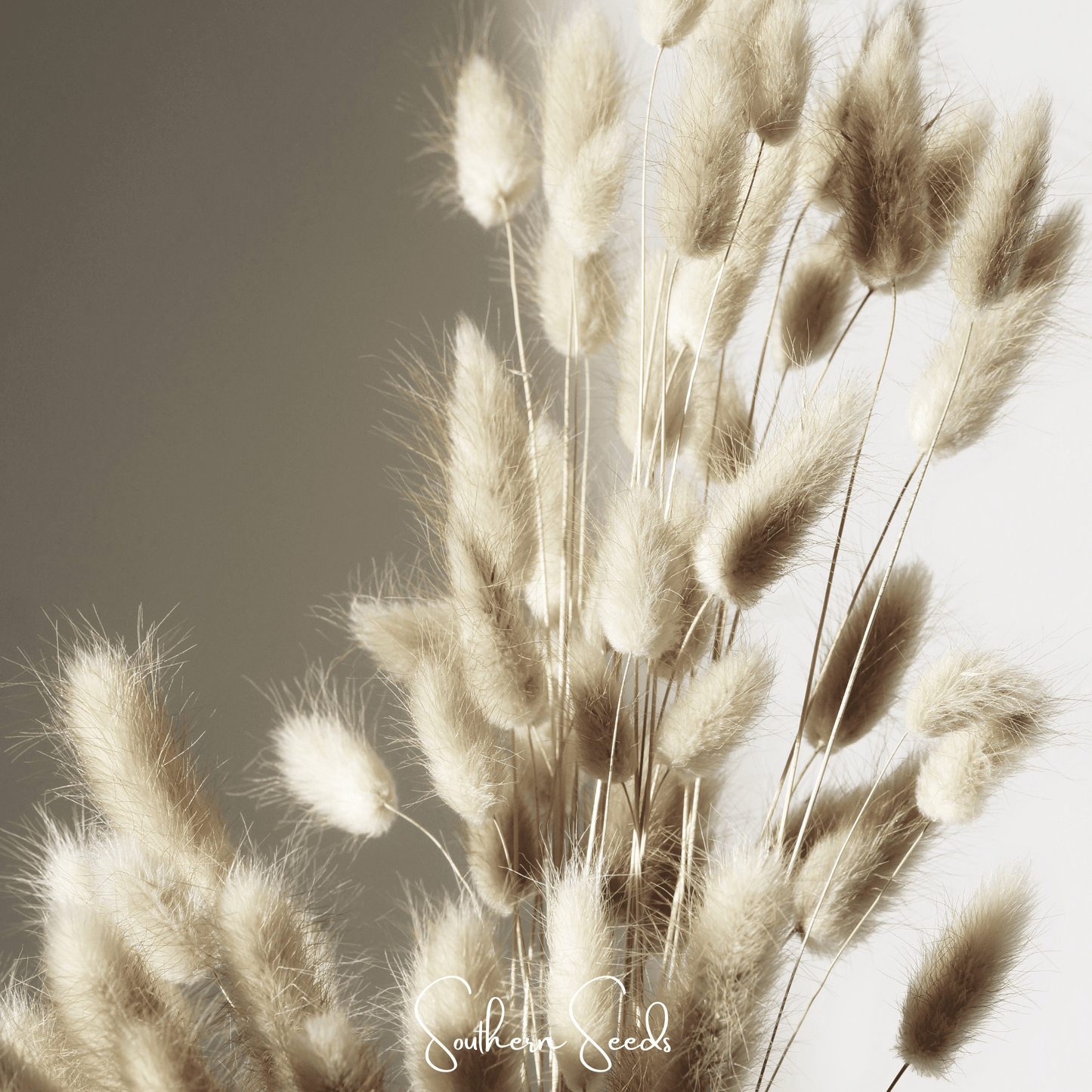 Bunny Tails ā 50 Seeds