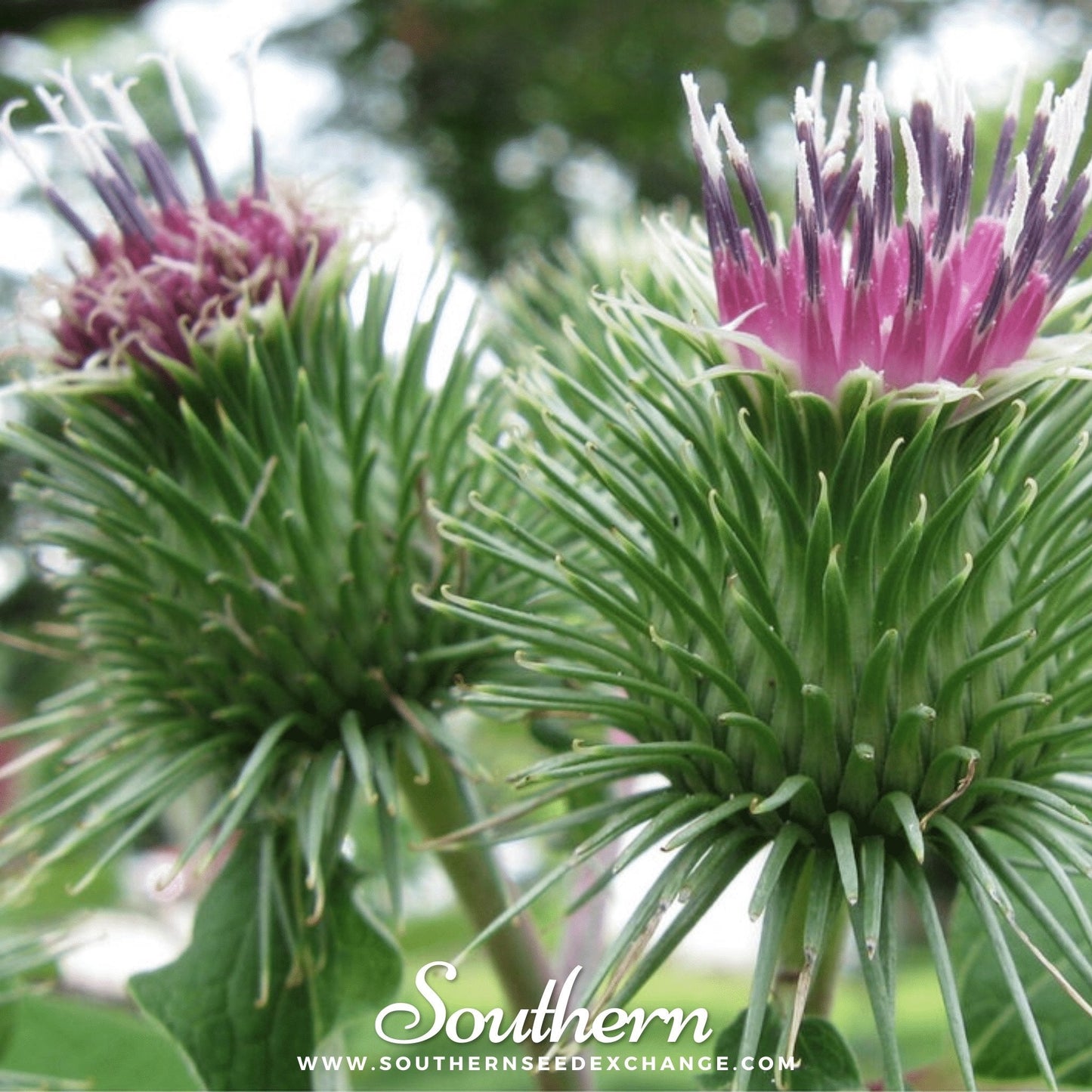 Burdock ā 50 Seeds