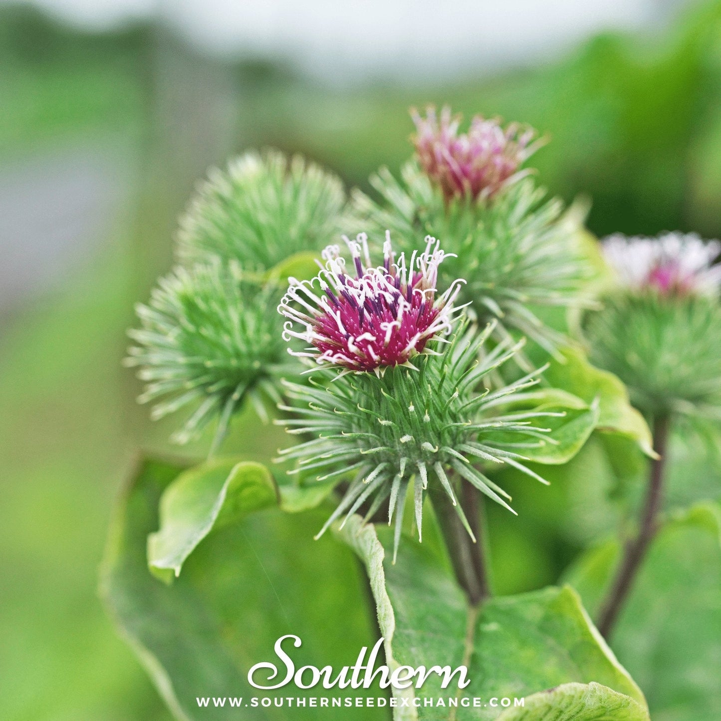 Burdock ā 50 Seeds