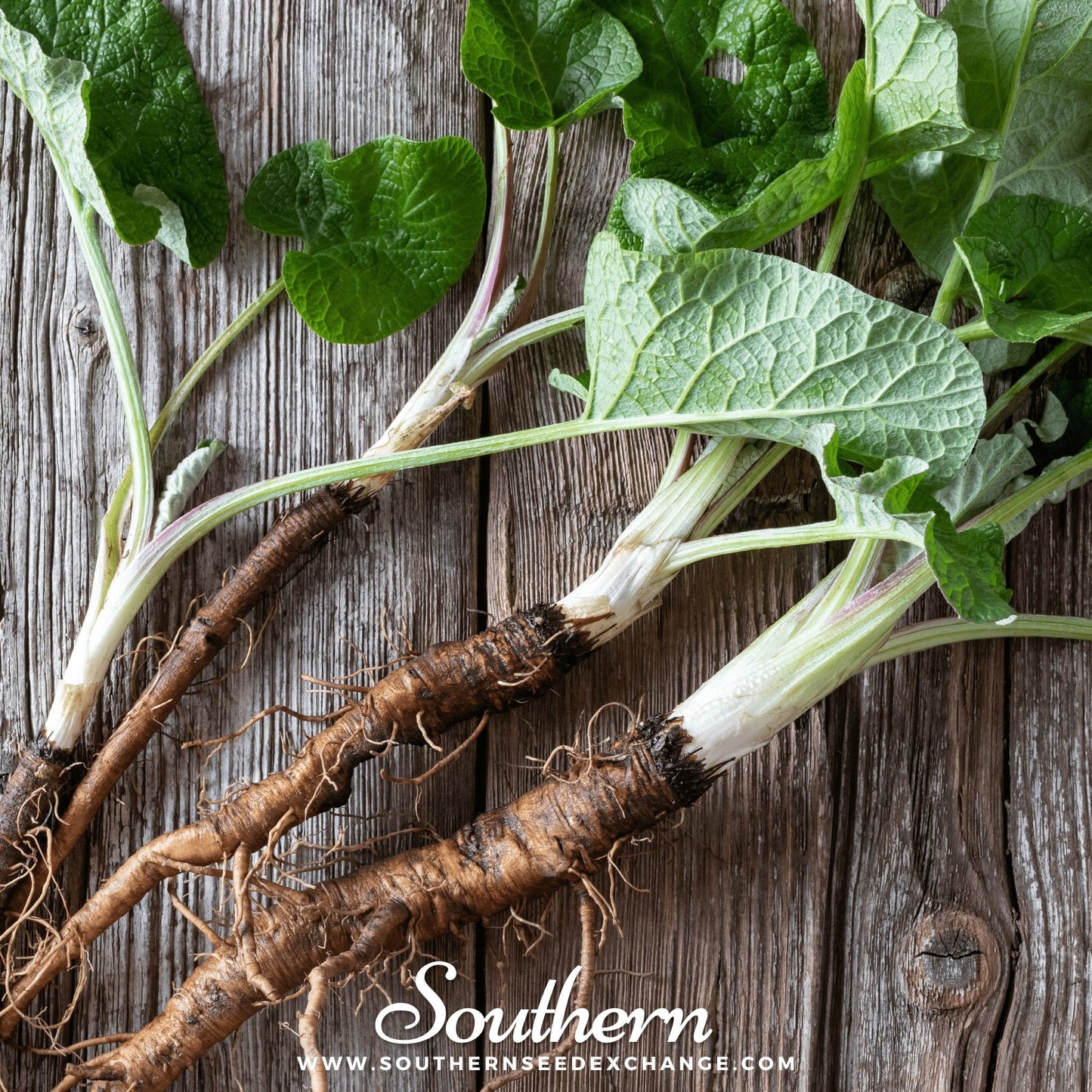 Burdock ā 50 Seeds