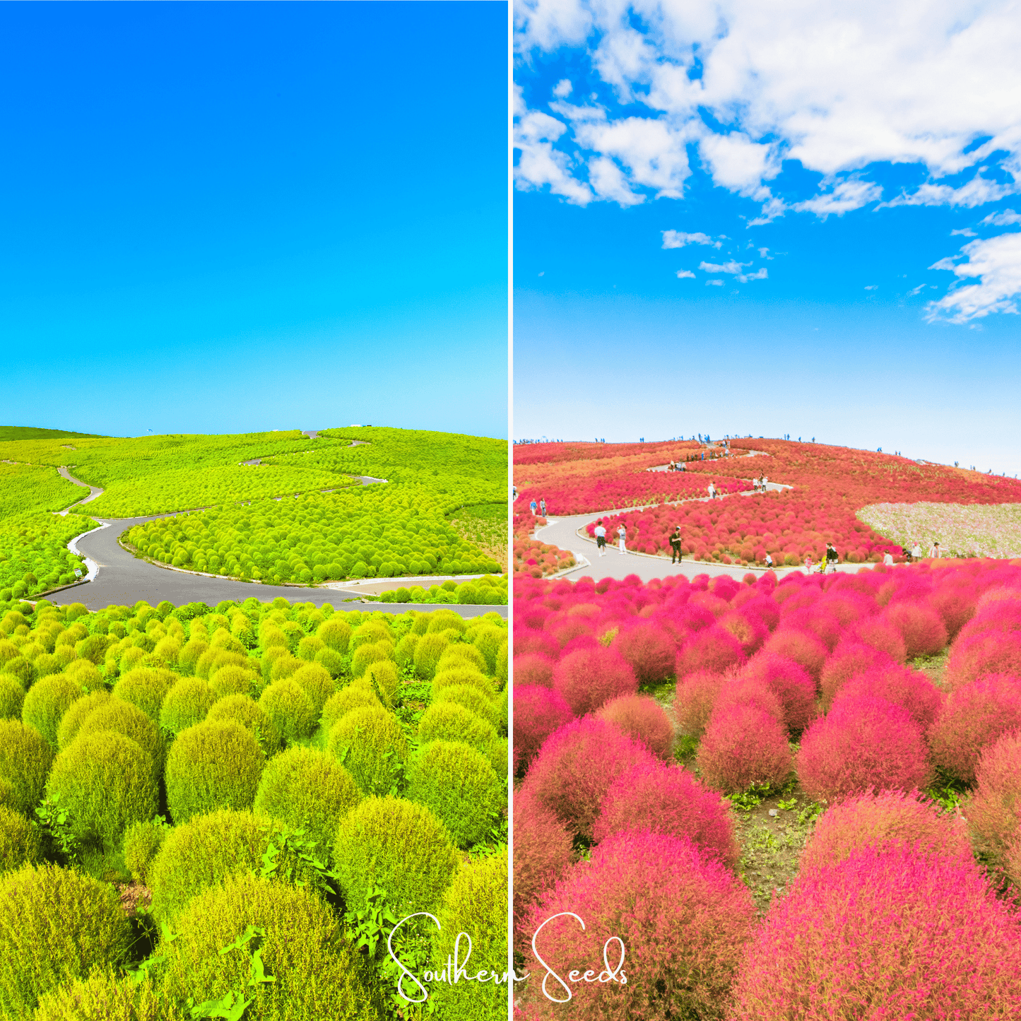 Burning Bush ā 100 Seeds