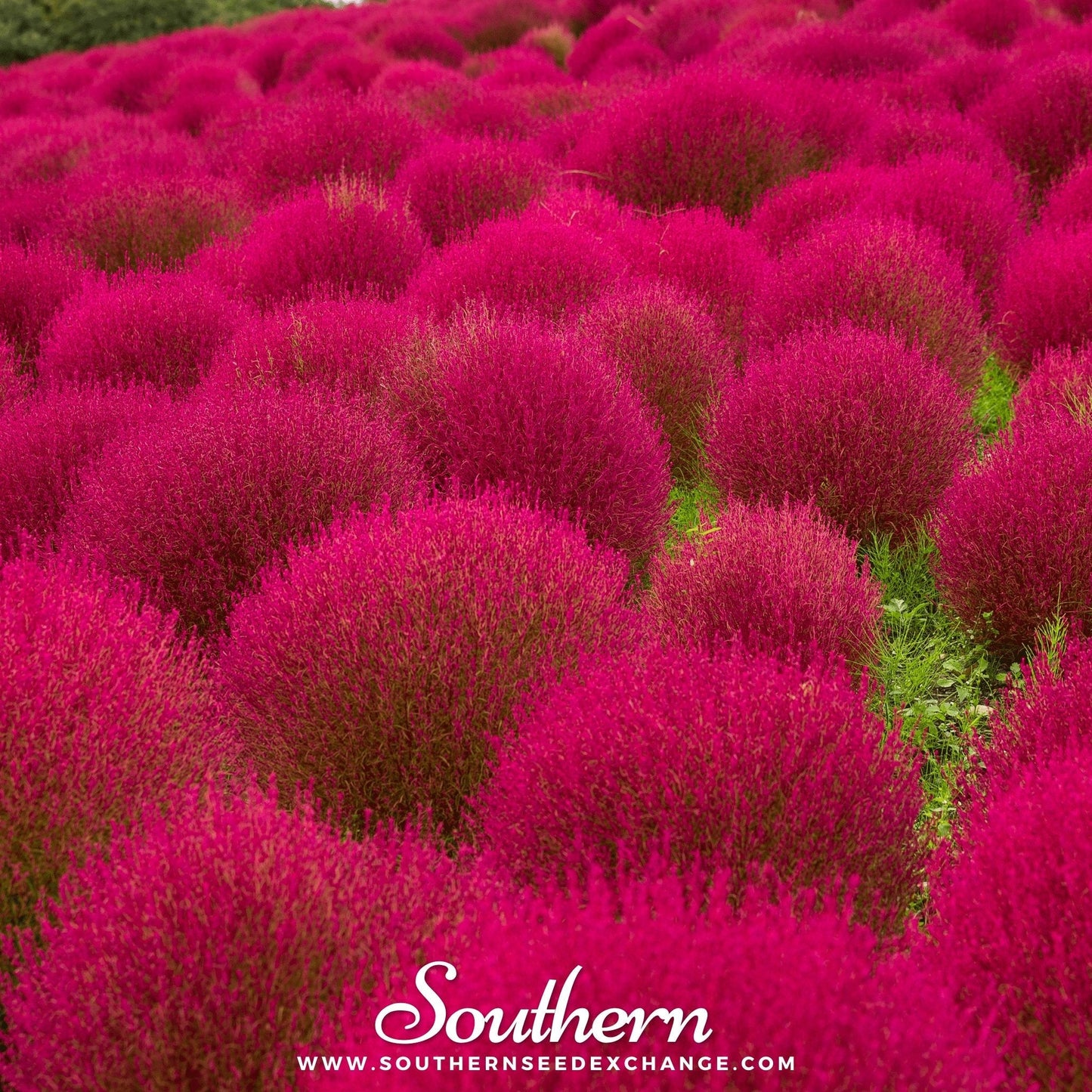 Burning Bush ā 100 Seeds