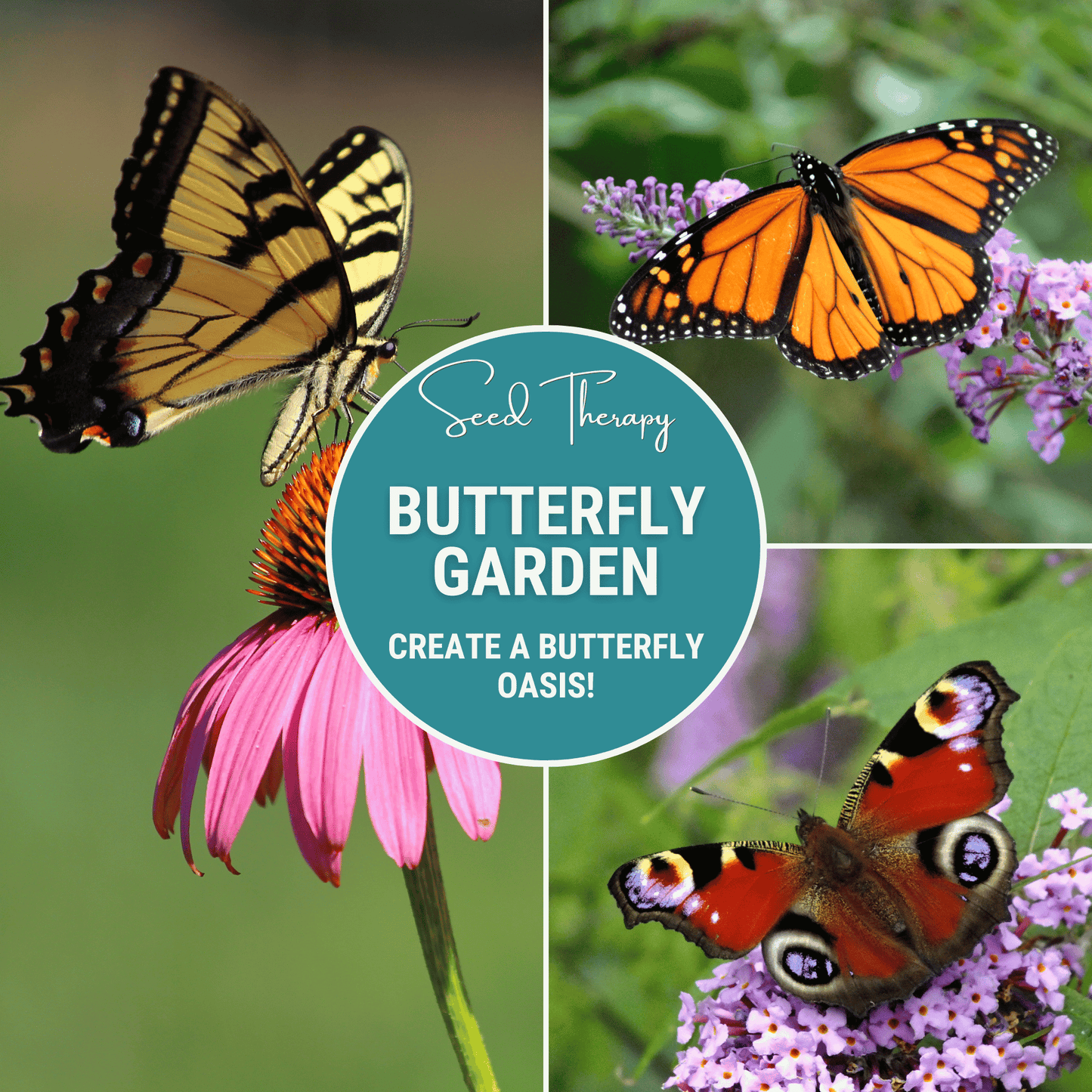 Butterfly Garden Seed Collection ā 10 Varieties