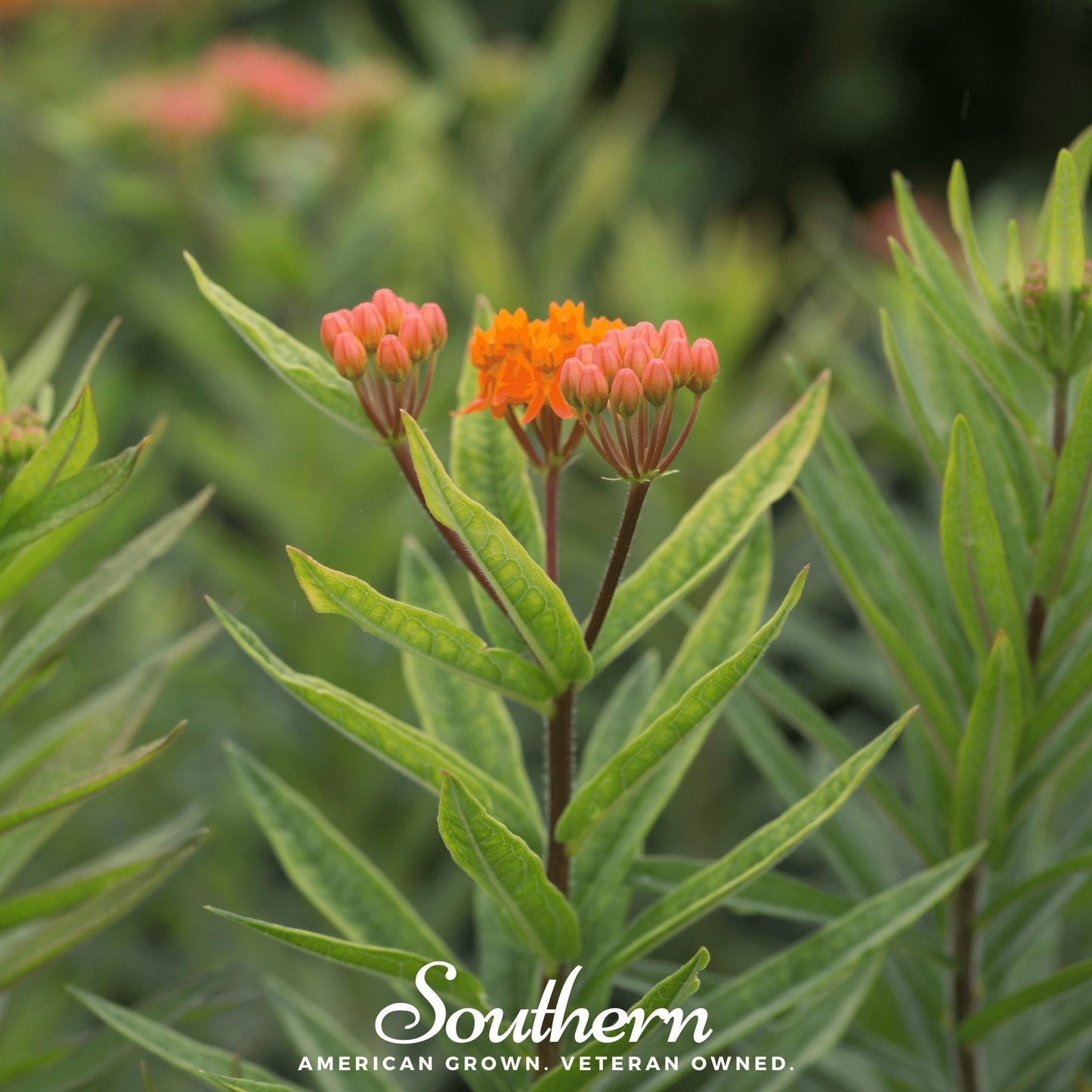 Orange Butterfly Weed ā 35 Seeds