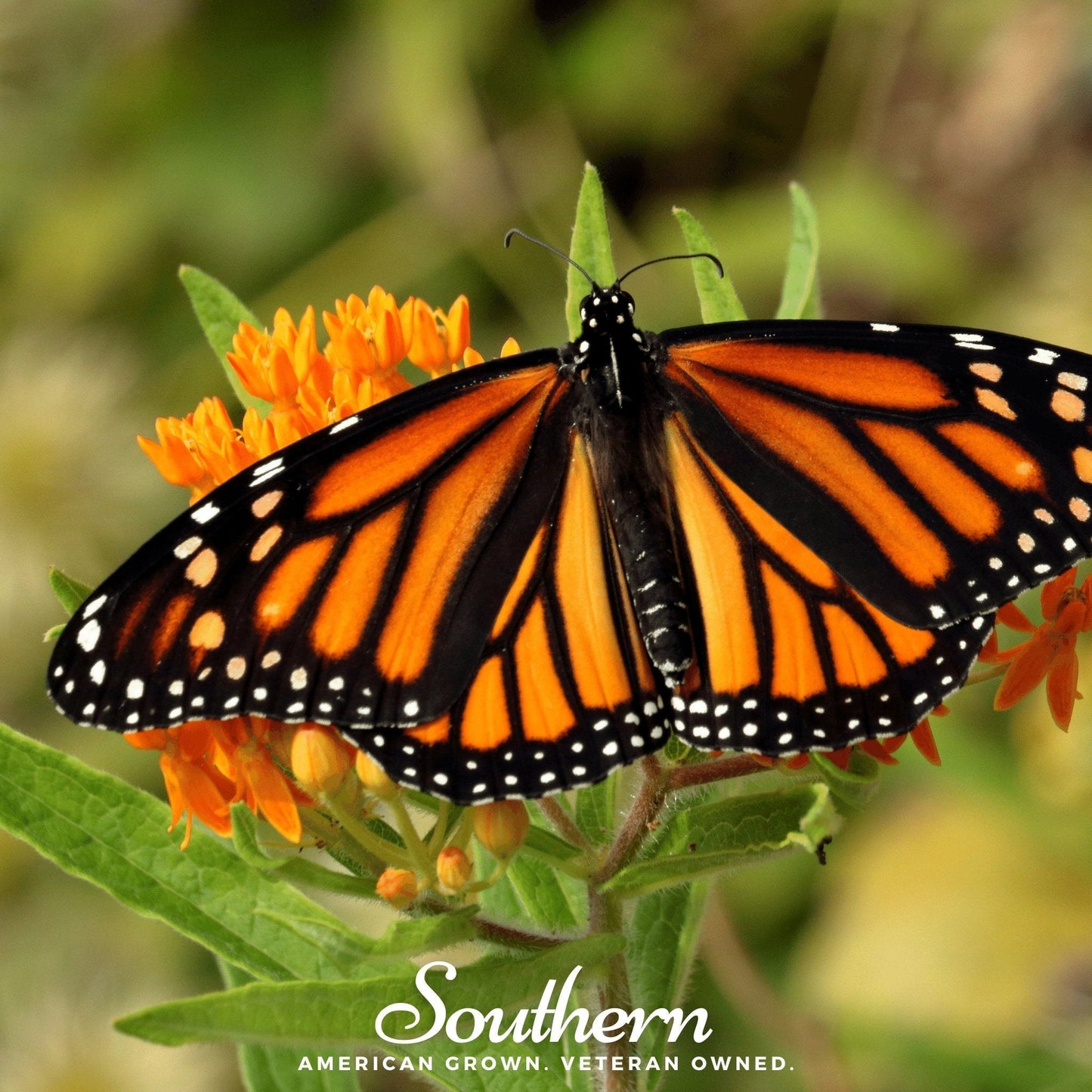 Orange Butterfly Weed ā 35 Seeds