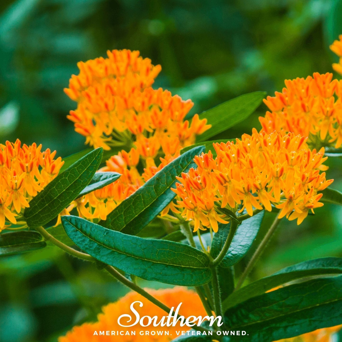 Orange Butterfly Weed ā 35 Seeds