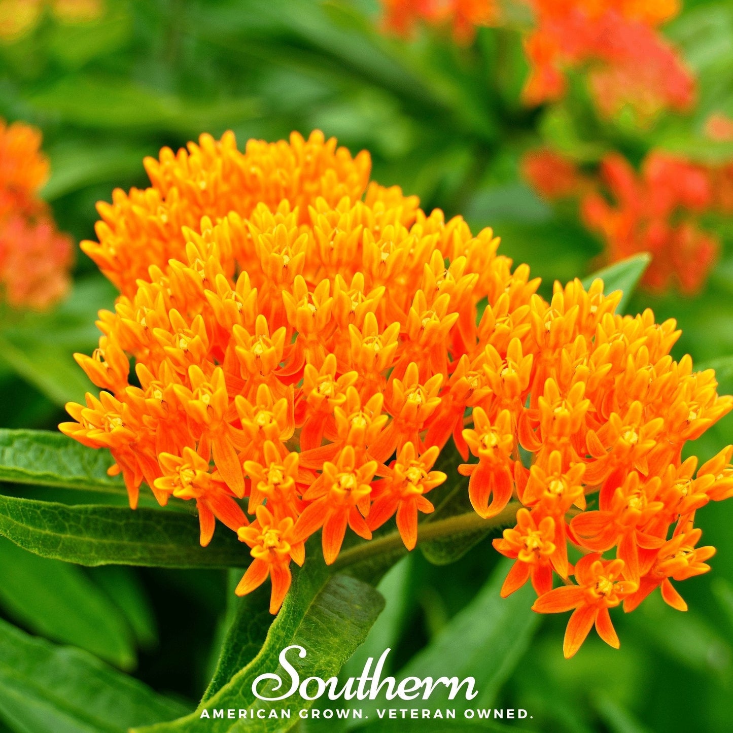 Orange Butterfly Weed ā 35 Seeds