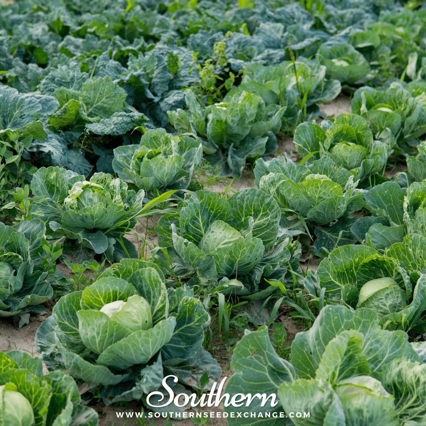 Brunswick Cabbage ā 100 Seeds