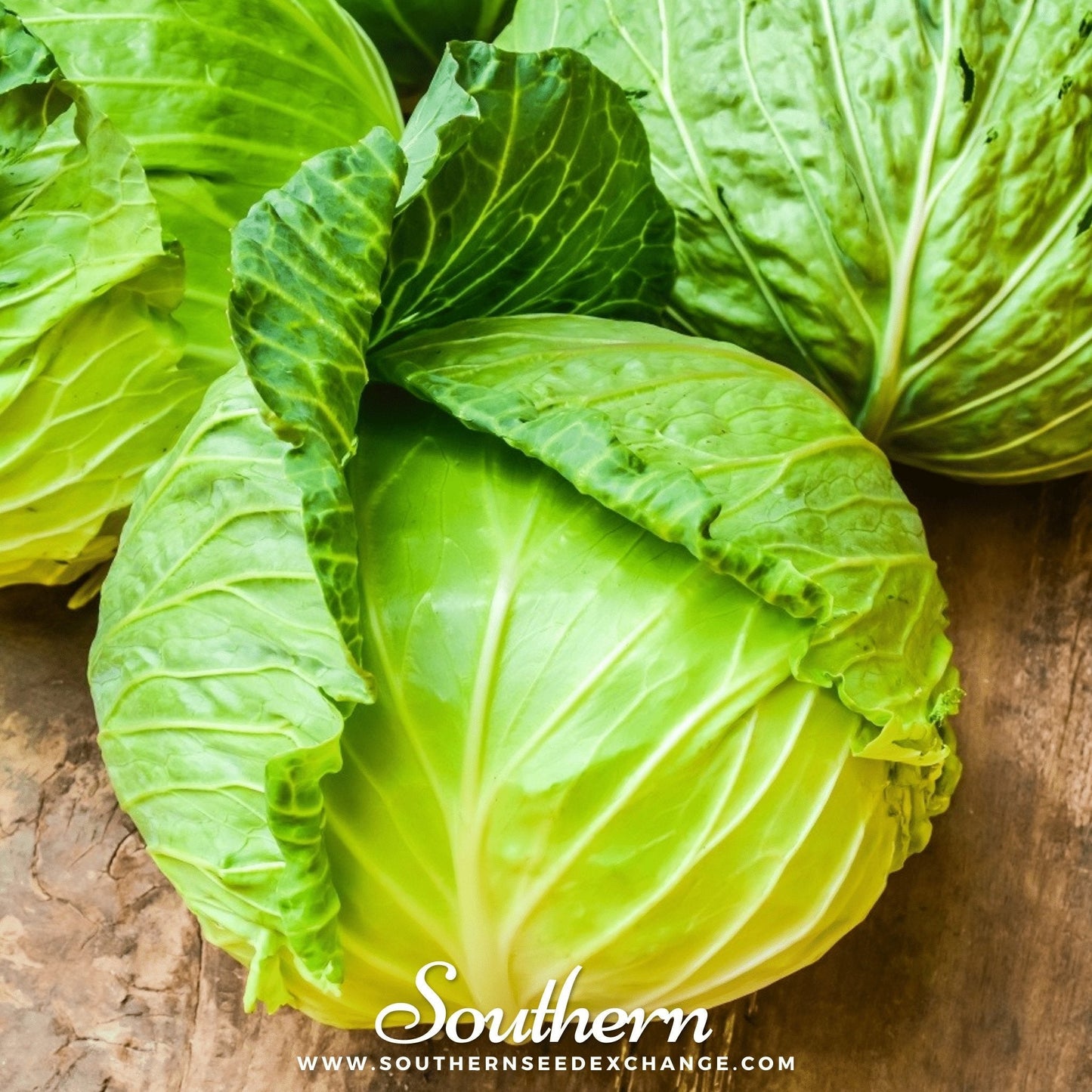 Brunswick Cabbage ā 100 Seeds