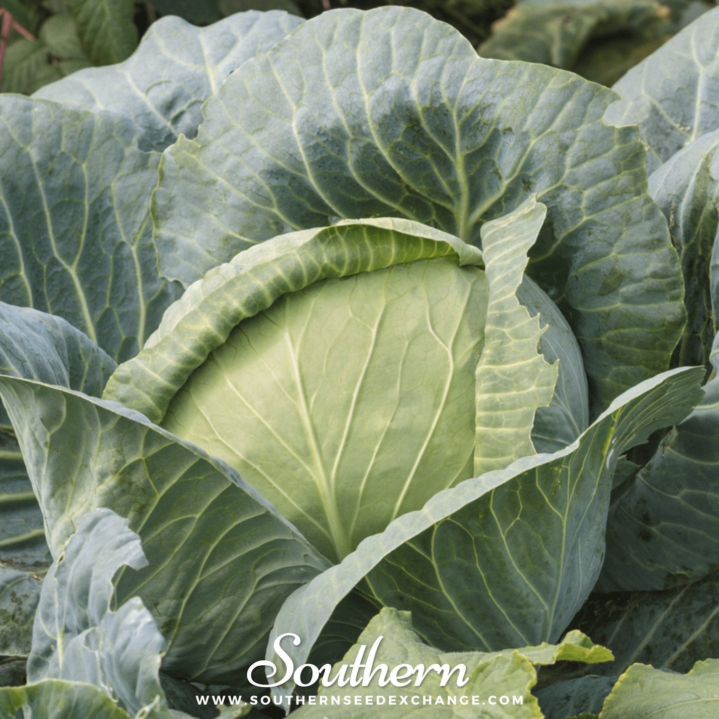 Brunswick Cabbage ā 100 Seeds