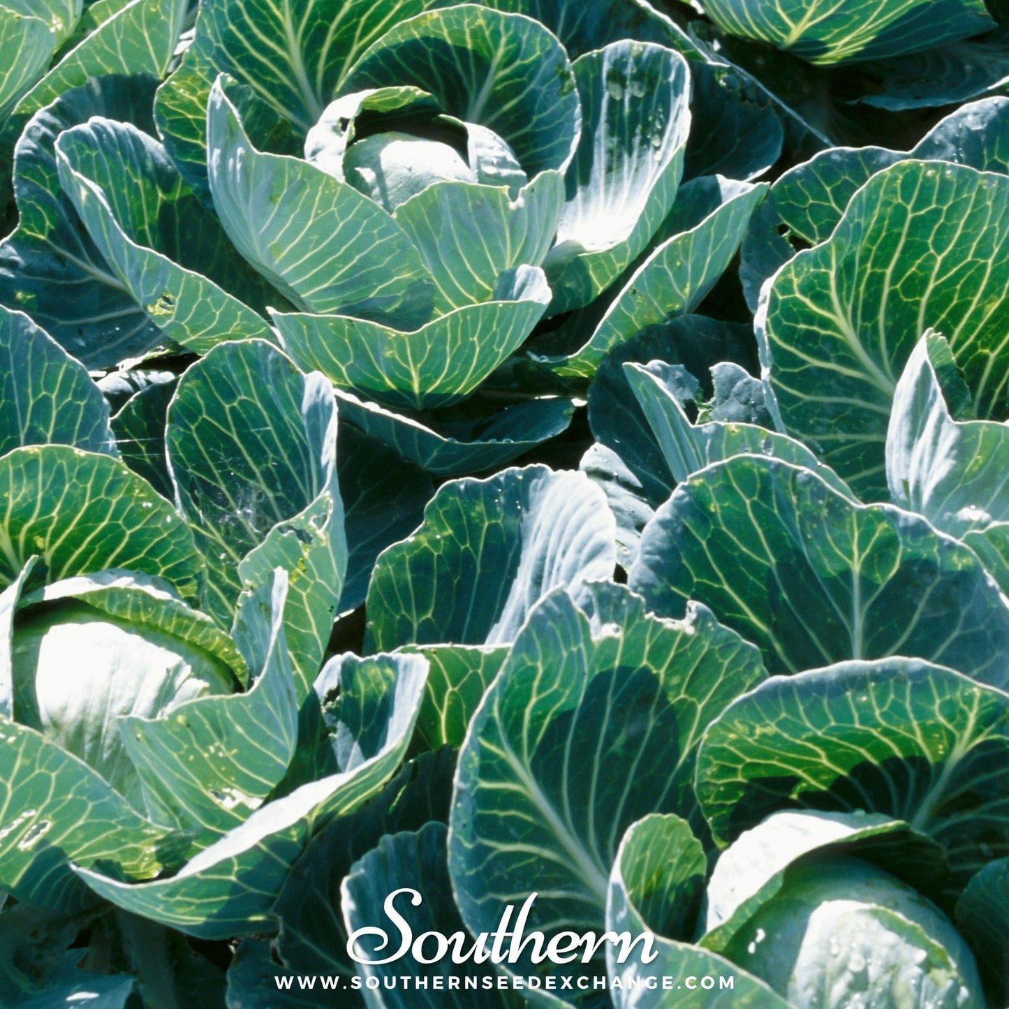Copenhagen Market Cabbage ā 100 Seeds