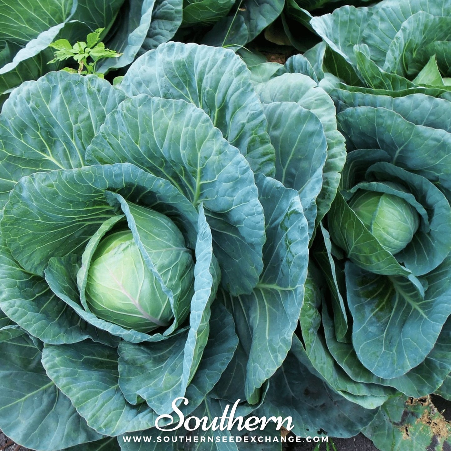 Copenhagen Market Cabbage ā 100 Seeds