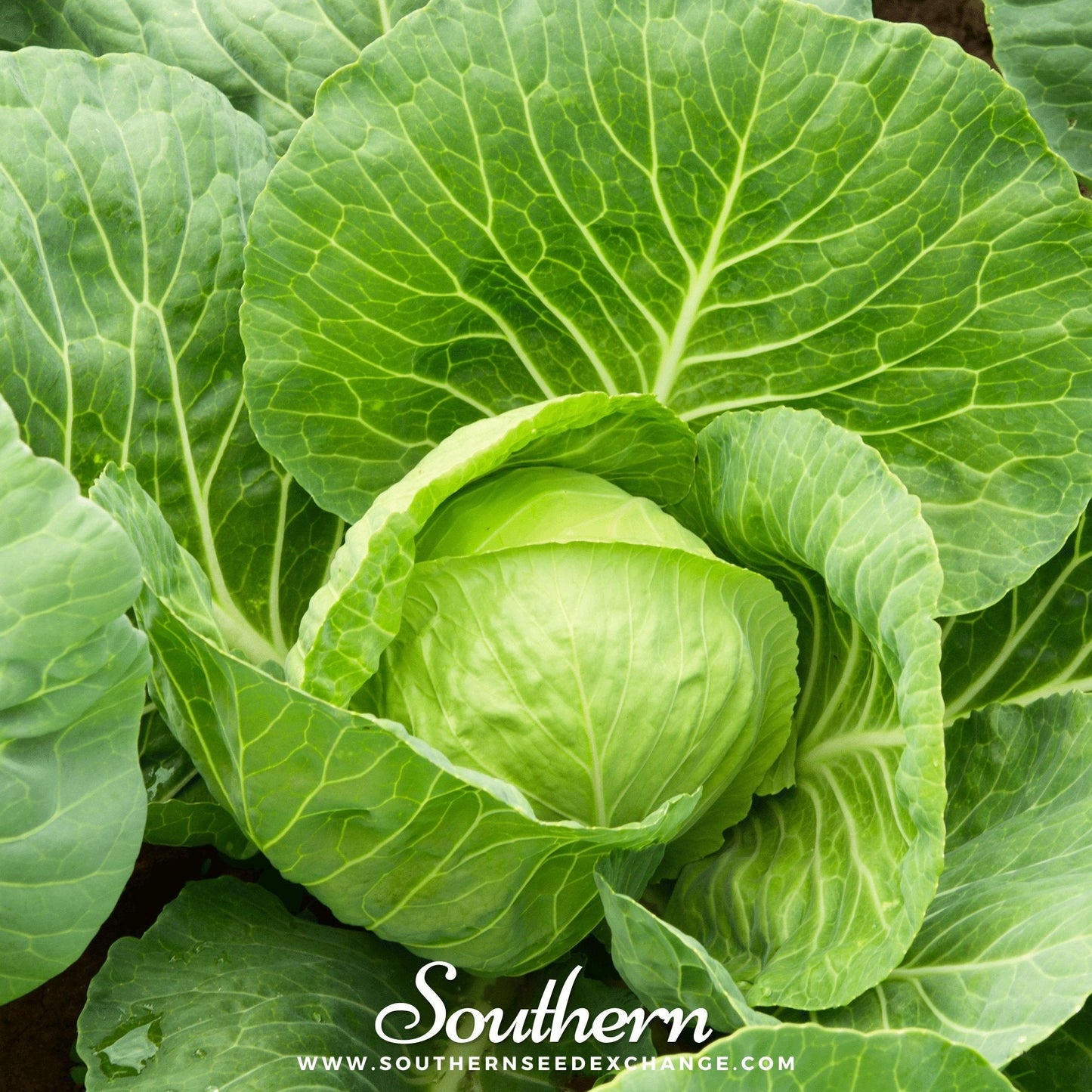 Golden Acre Cabbage ā 100 Seeds