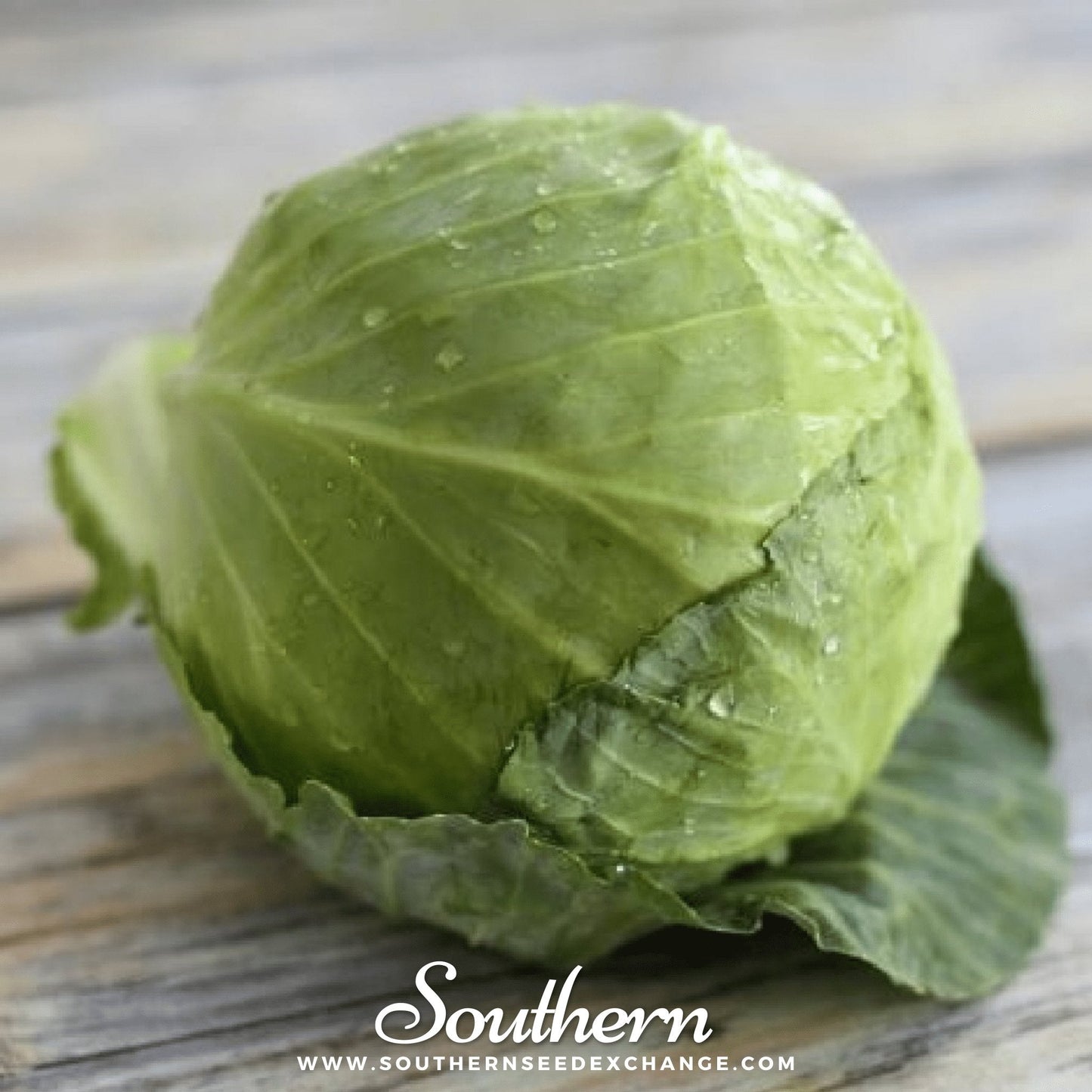 Golden Acre Cabbage ā 100 Seeds