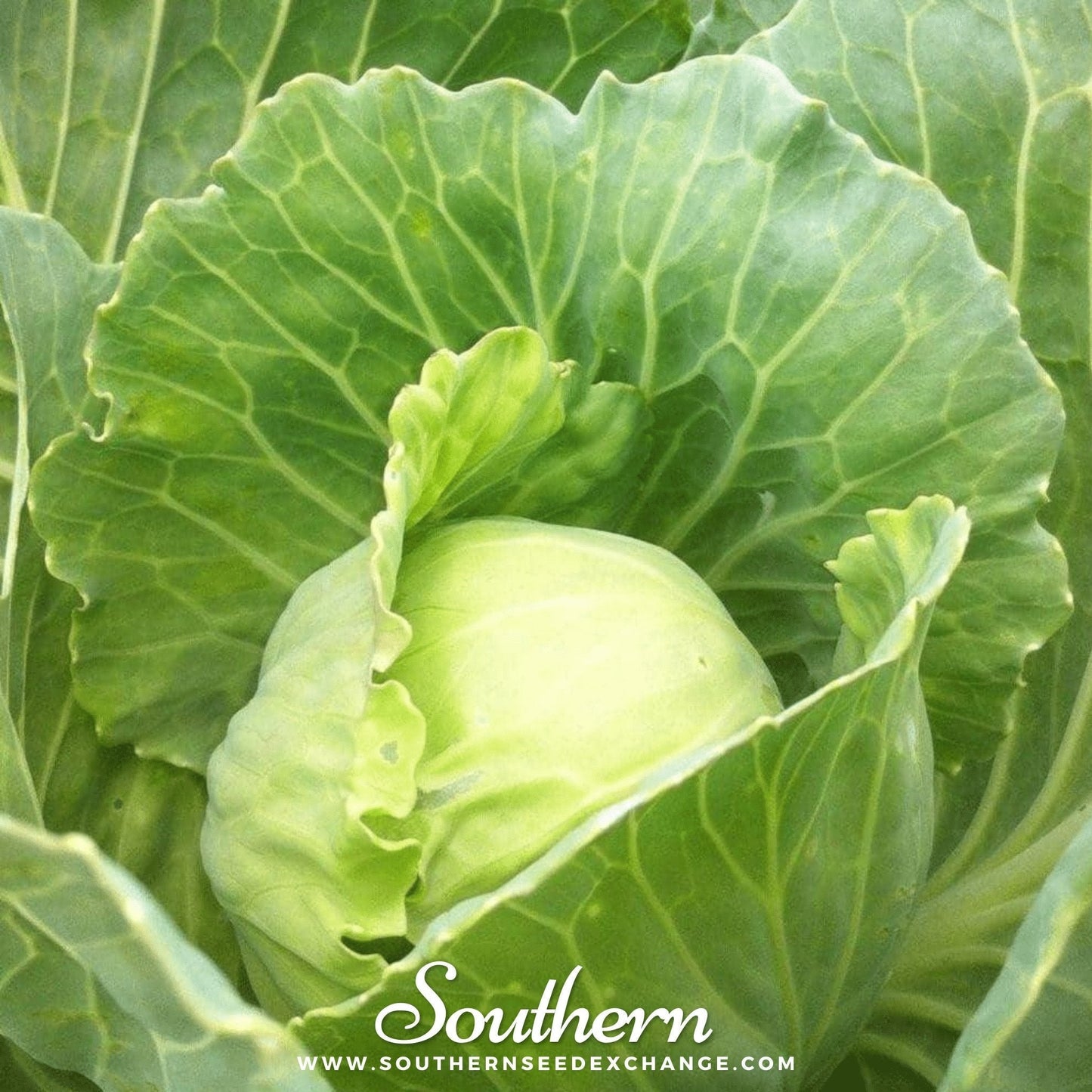 Golden Acre Cabbage ā 100 Seeds