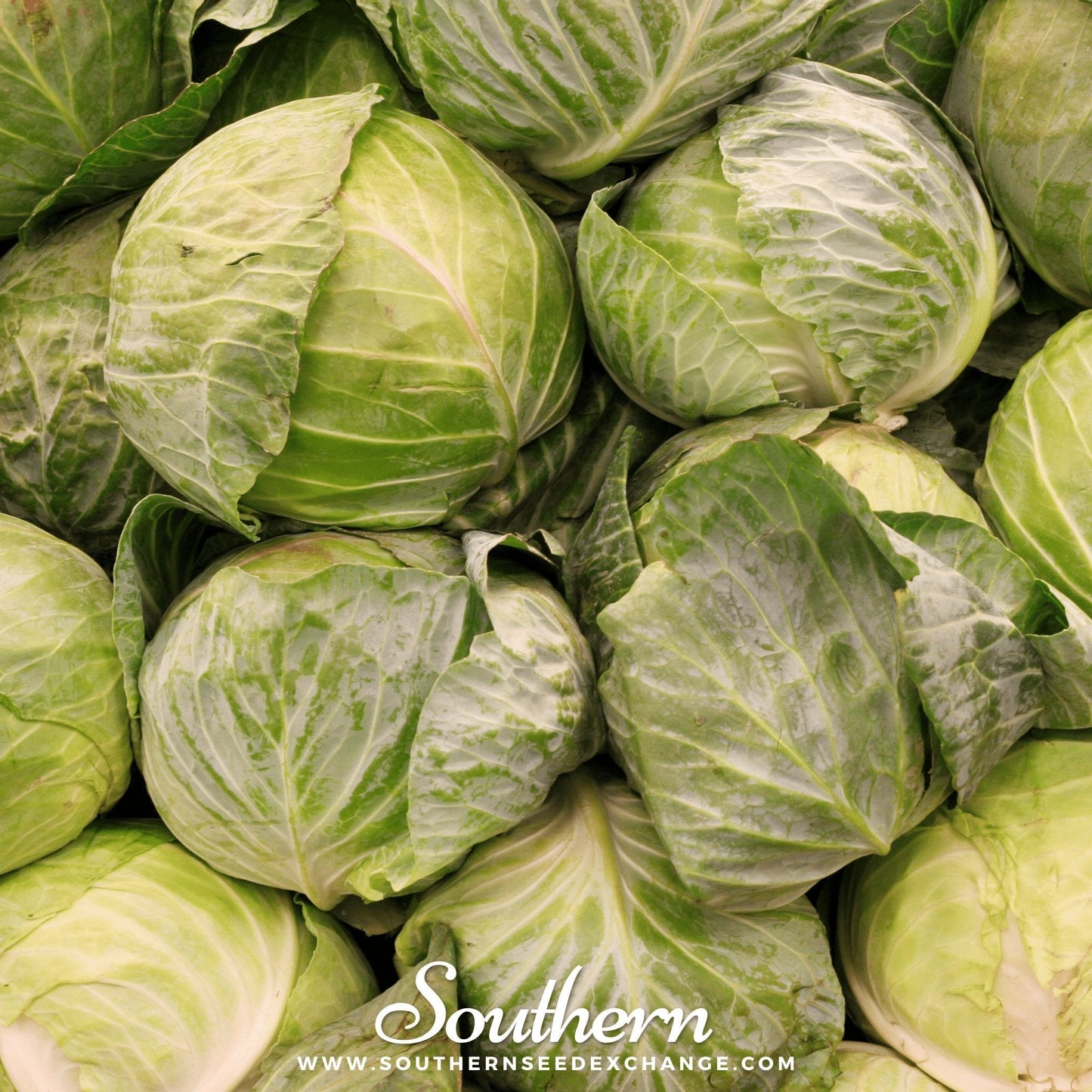 Golden Acre Cabbage ā 100 Seeds