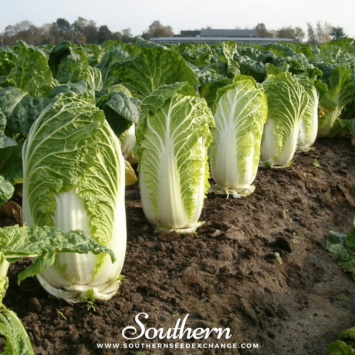Napa Michihili Heading Cabbage ā 100 Seeds