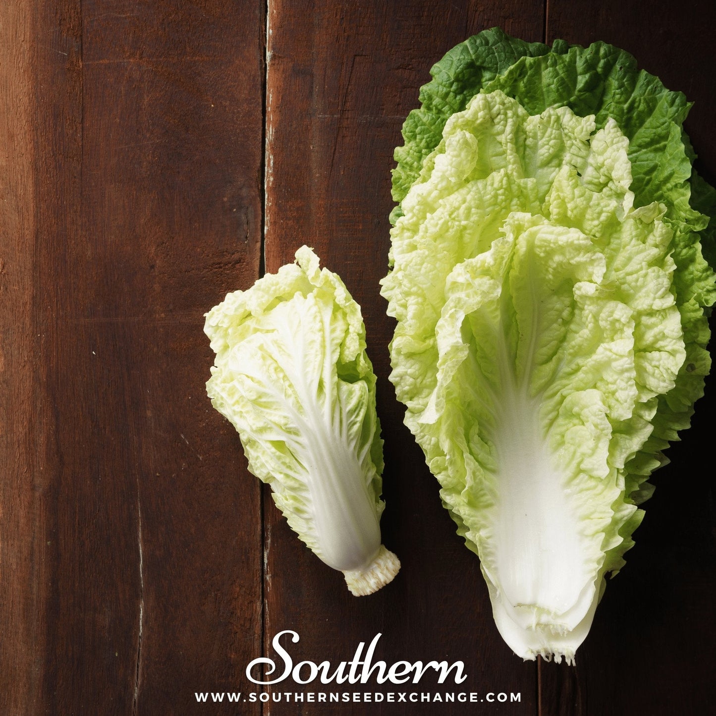 Napa Michihili Heading Cabbage ā 100 Seeds