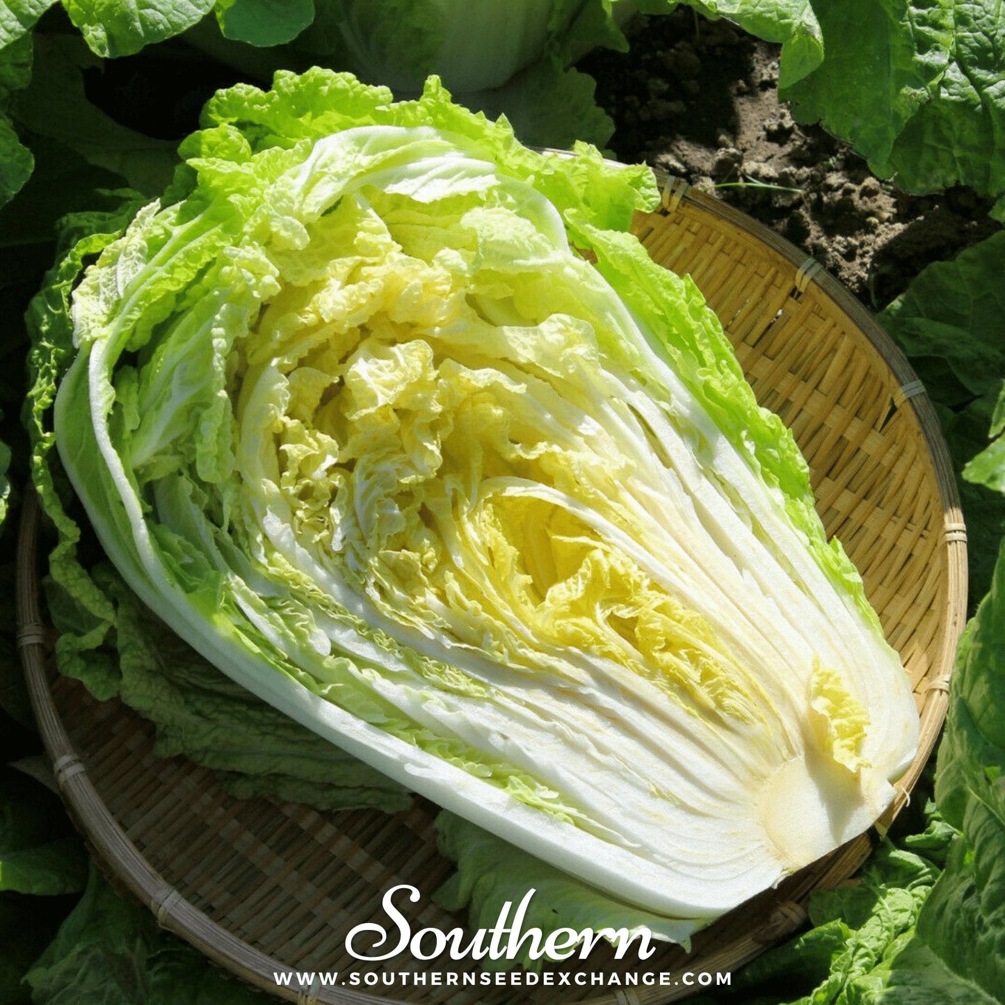 Napa Michihili Heading Cabbage ā 100 Seeds