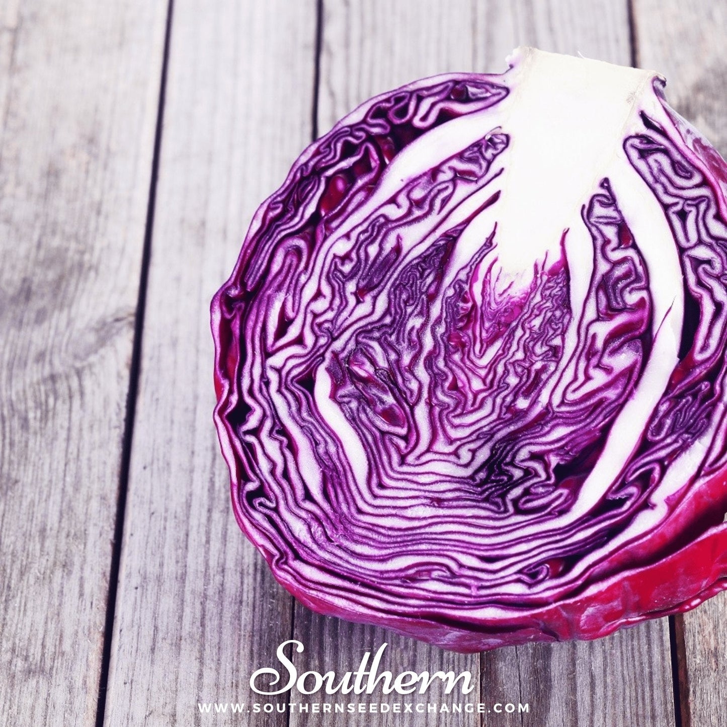 Red Acre Cabbage ā 100 Seeds