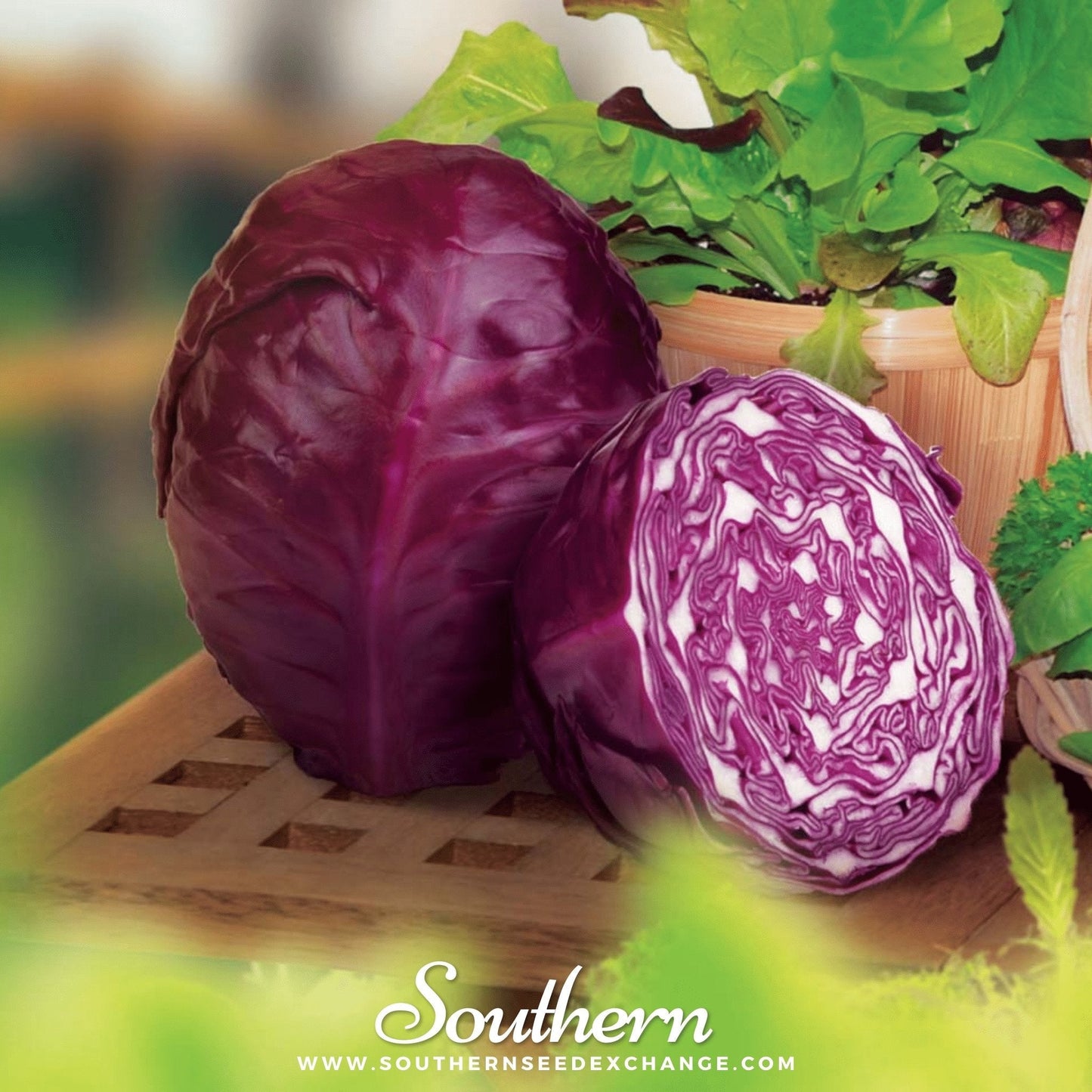 Red Acre Cabbage ā 100 Seeds