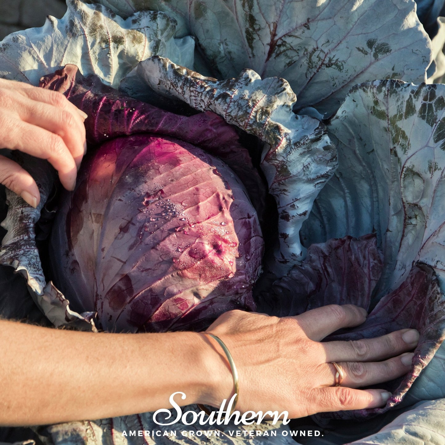 Red Acre Cabbage ā 100 Seeds