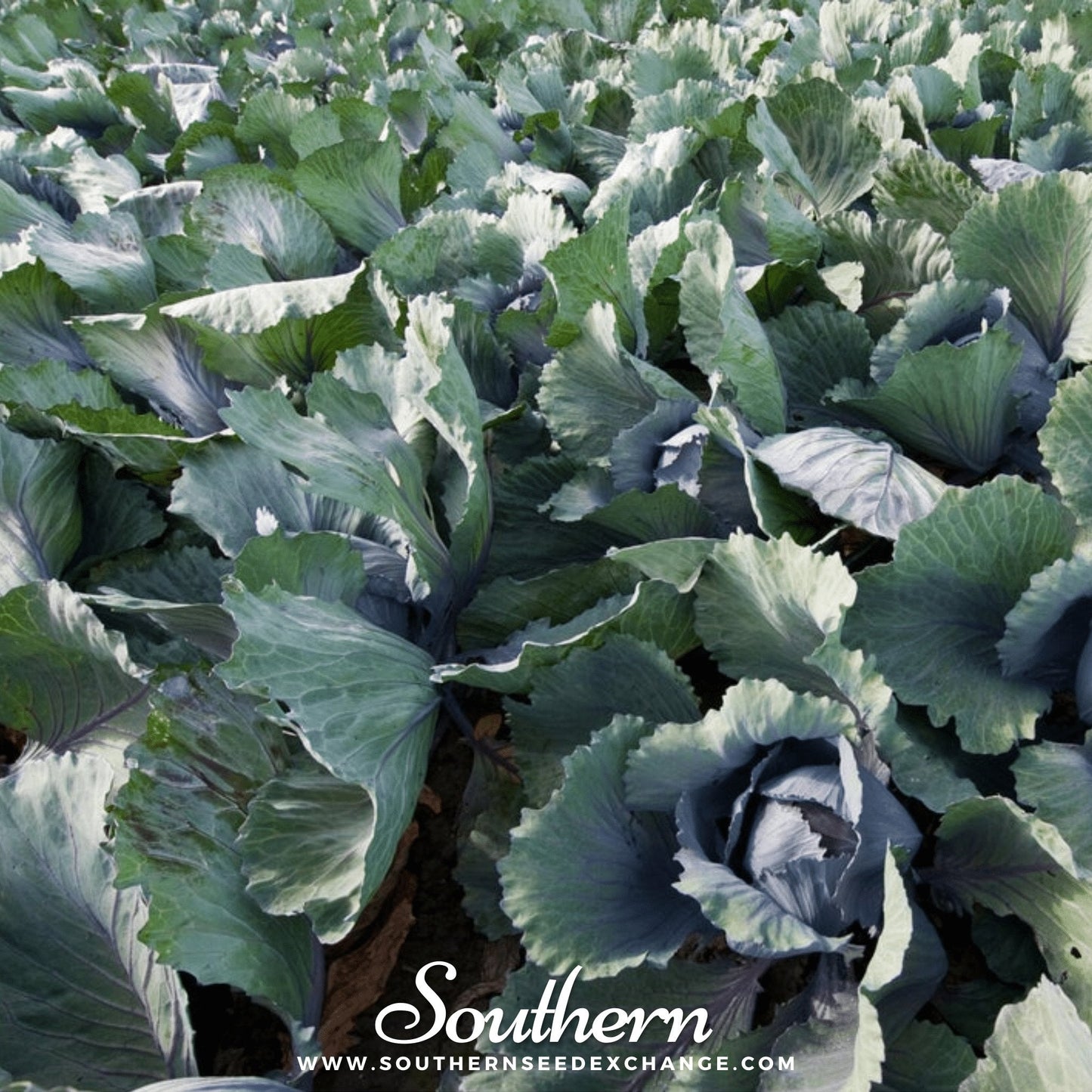 Red Acre Cabbage ā 100 Seeds