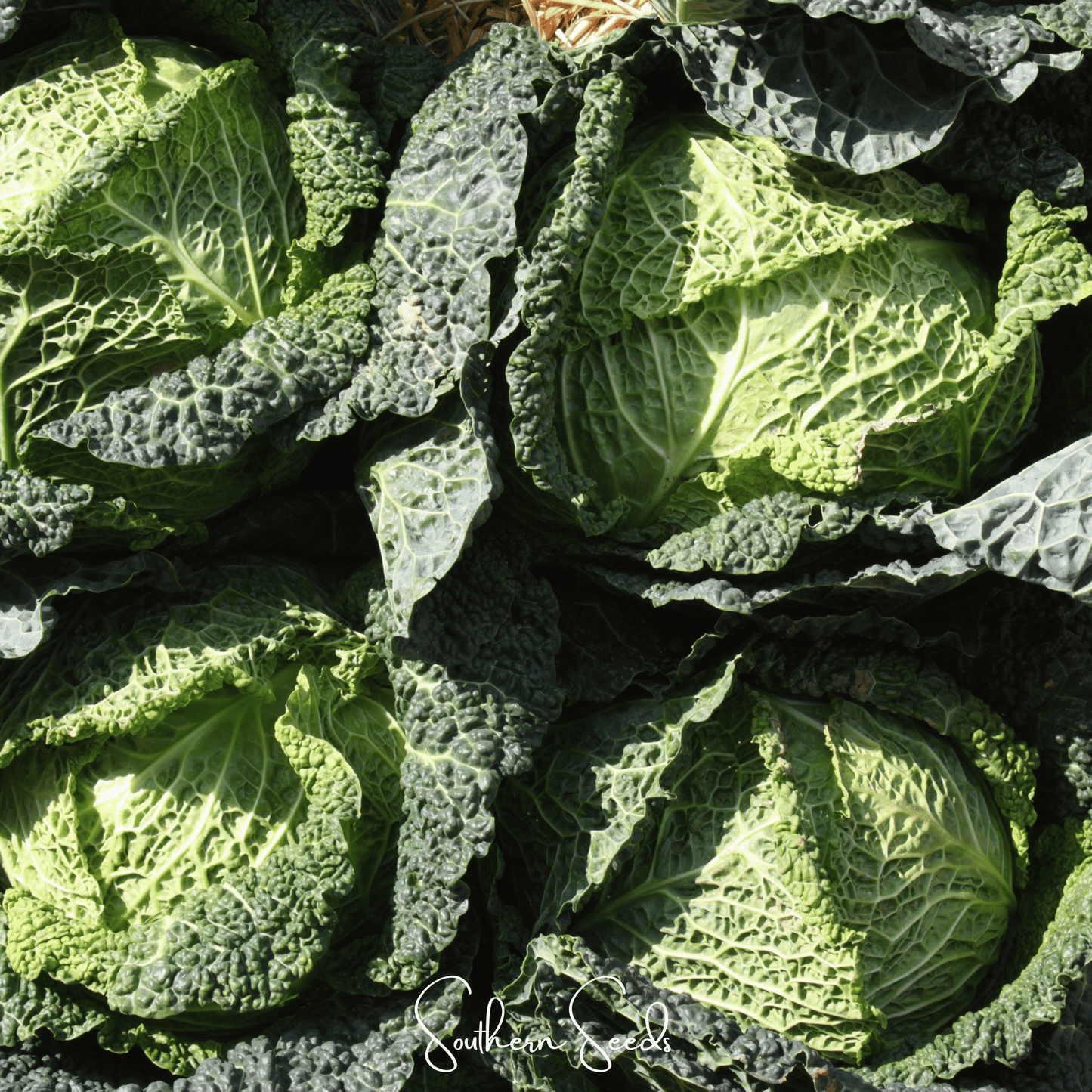Savoy Cabbage ā 100 Seeds