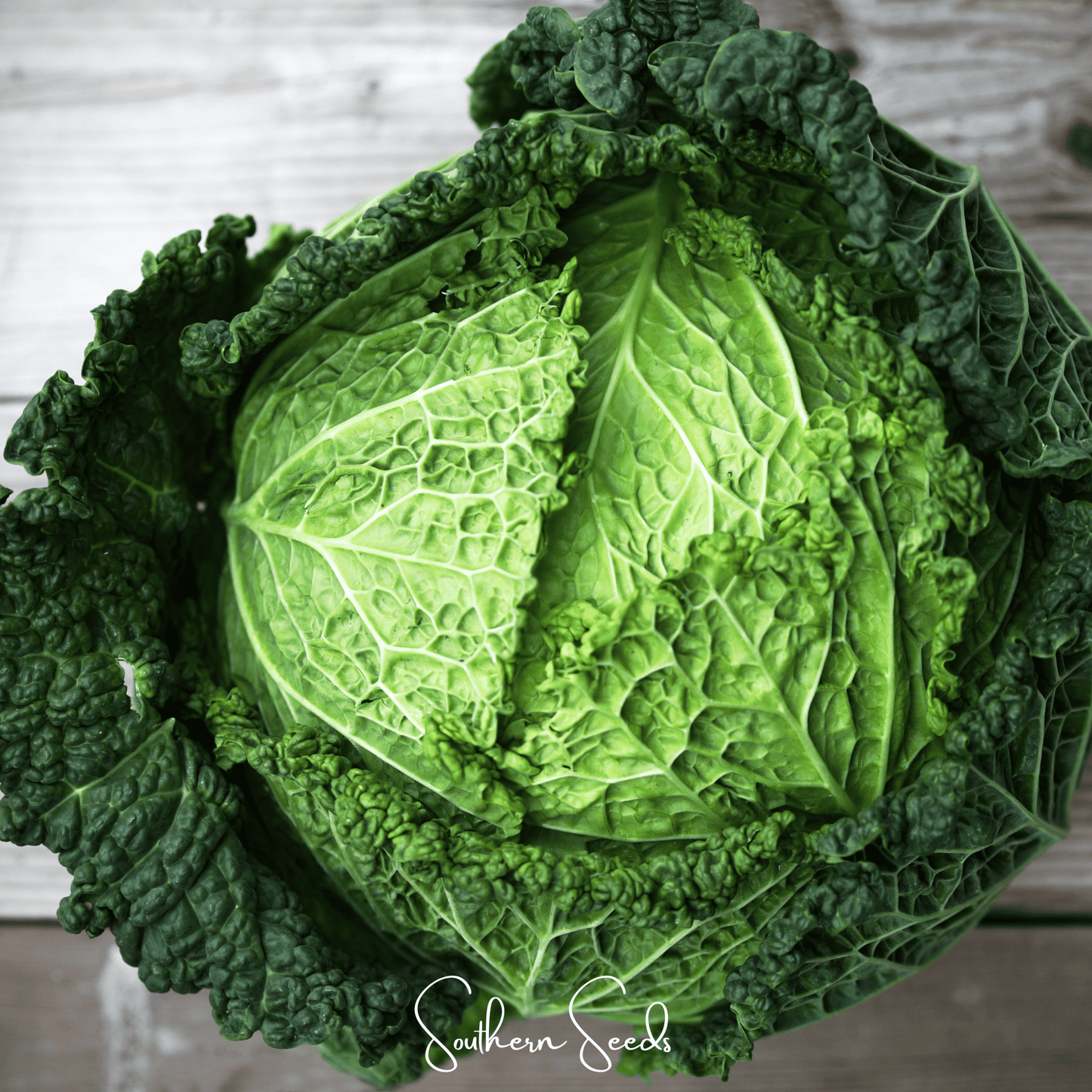 Savoy Cabbage ā 100 Seeds