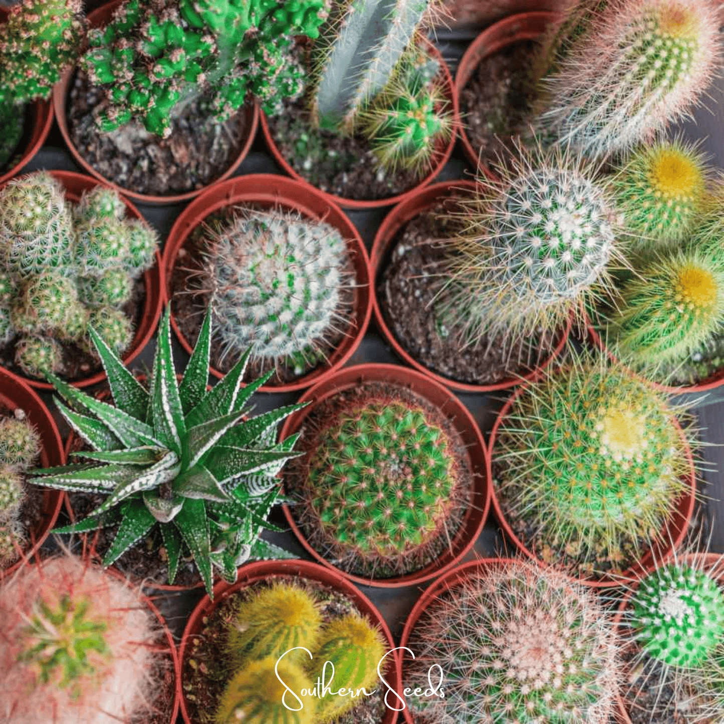 Cactus Mix ā 30 Seeds