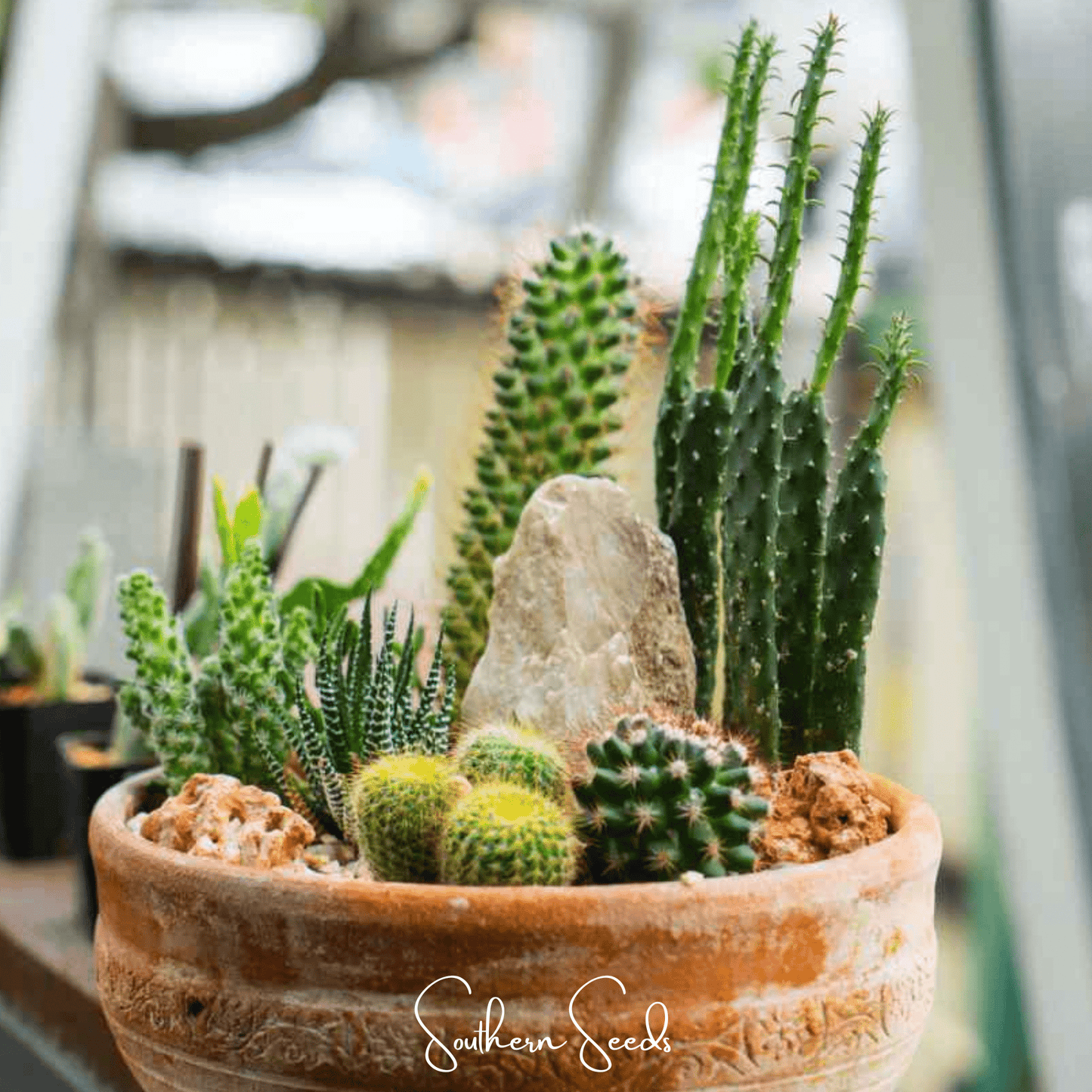 Cactus Mix ā 30 Seeds