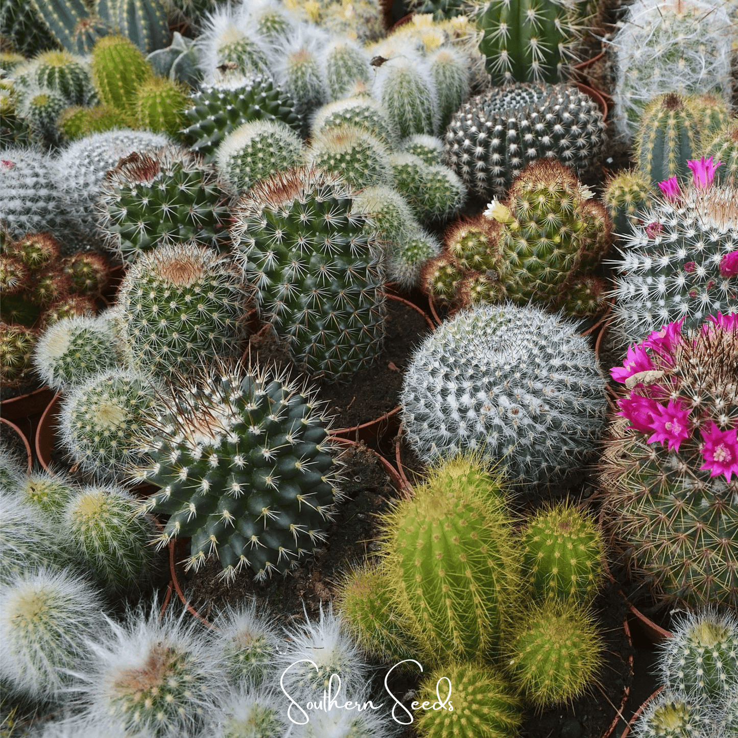 Cactus Mix ā 30 Seeds