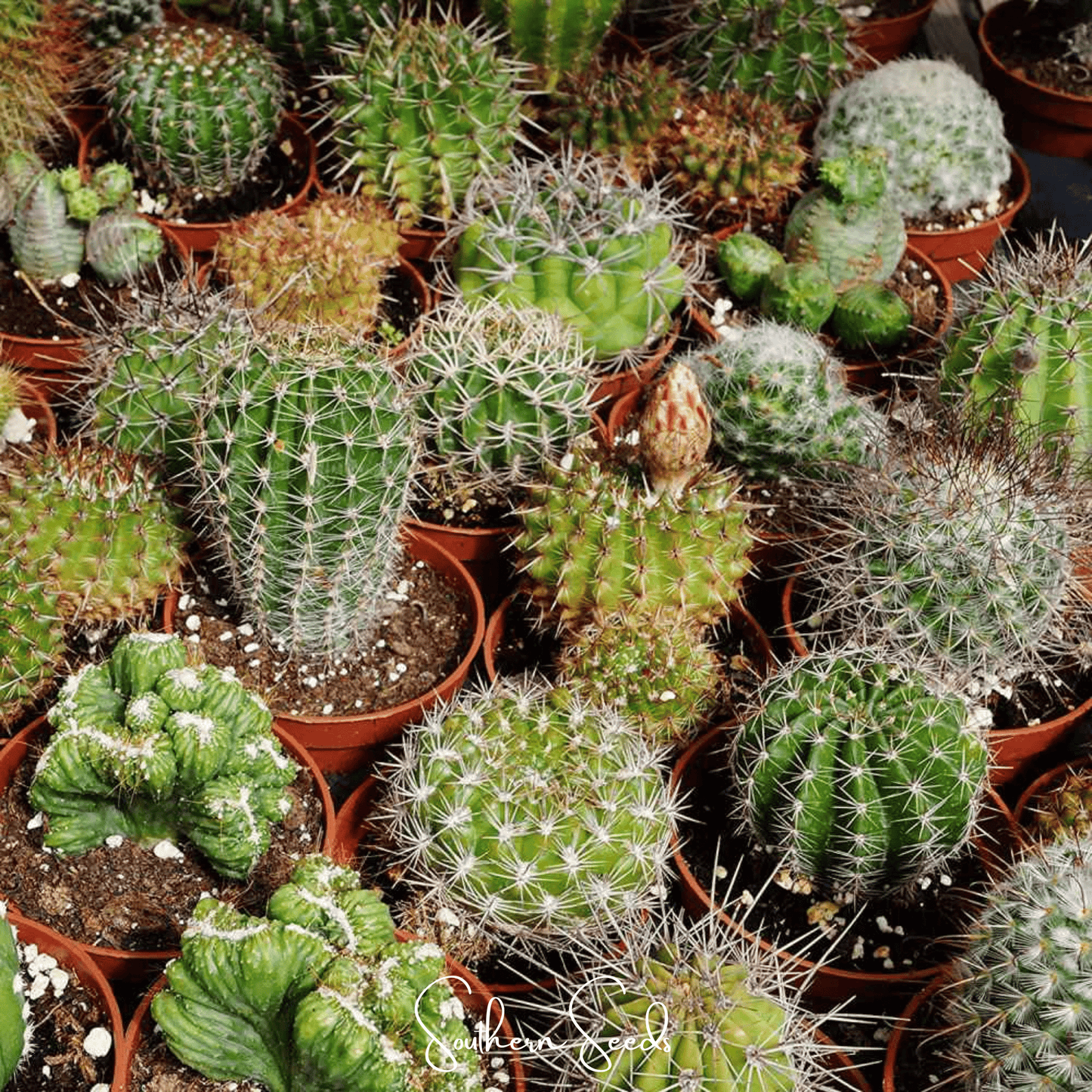 Cactus Mix ā 30 Seeds