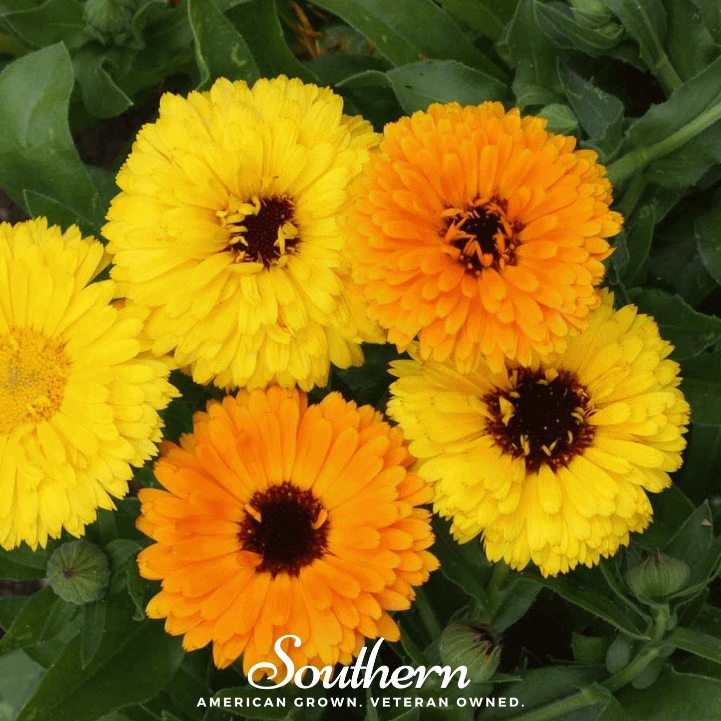 Fiesta Gitana Calendula ā 100 Seeds