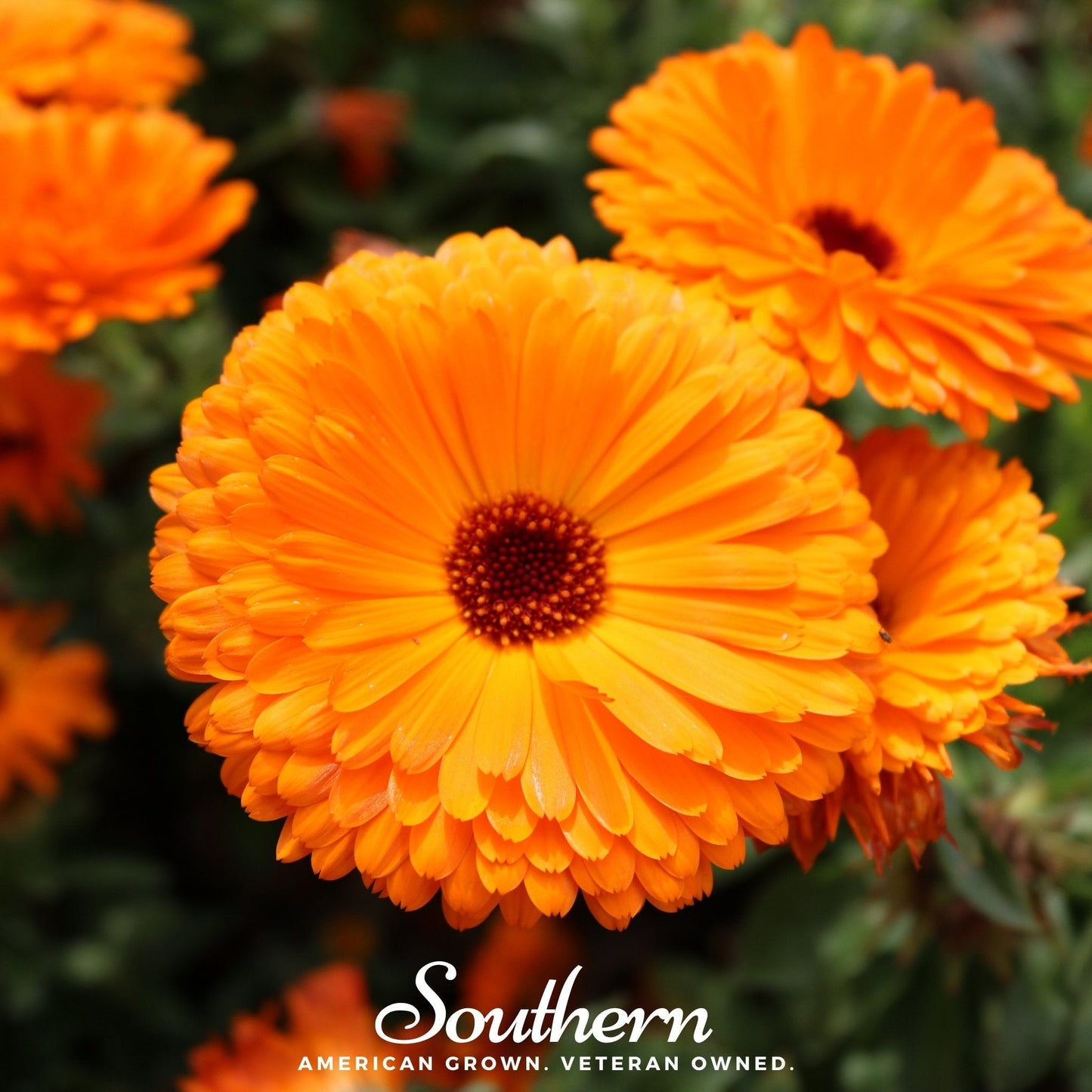 Fiesta Gitana Calendula ā 100 Seeds