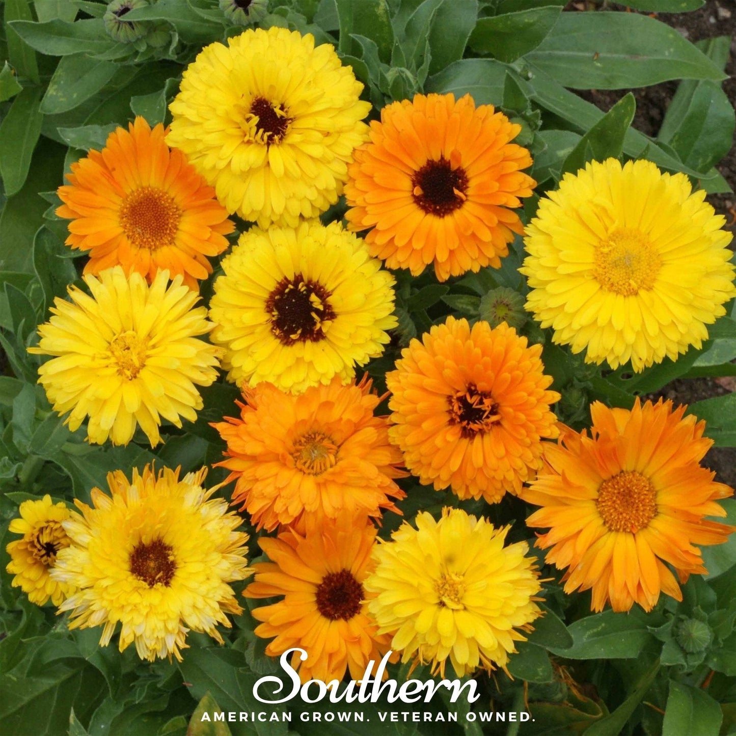 Fiesta Gitana Calendula ā 100 Seeds