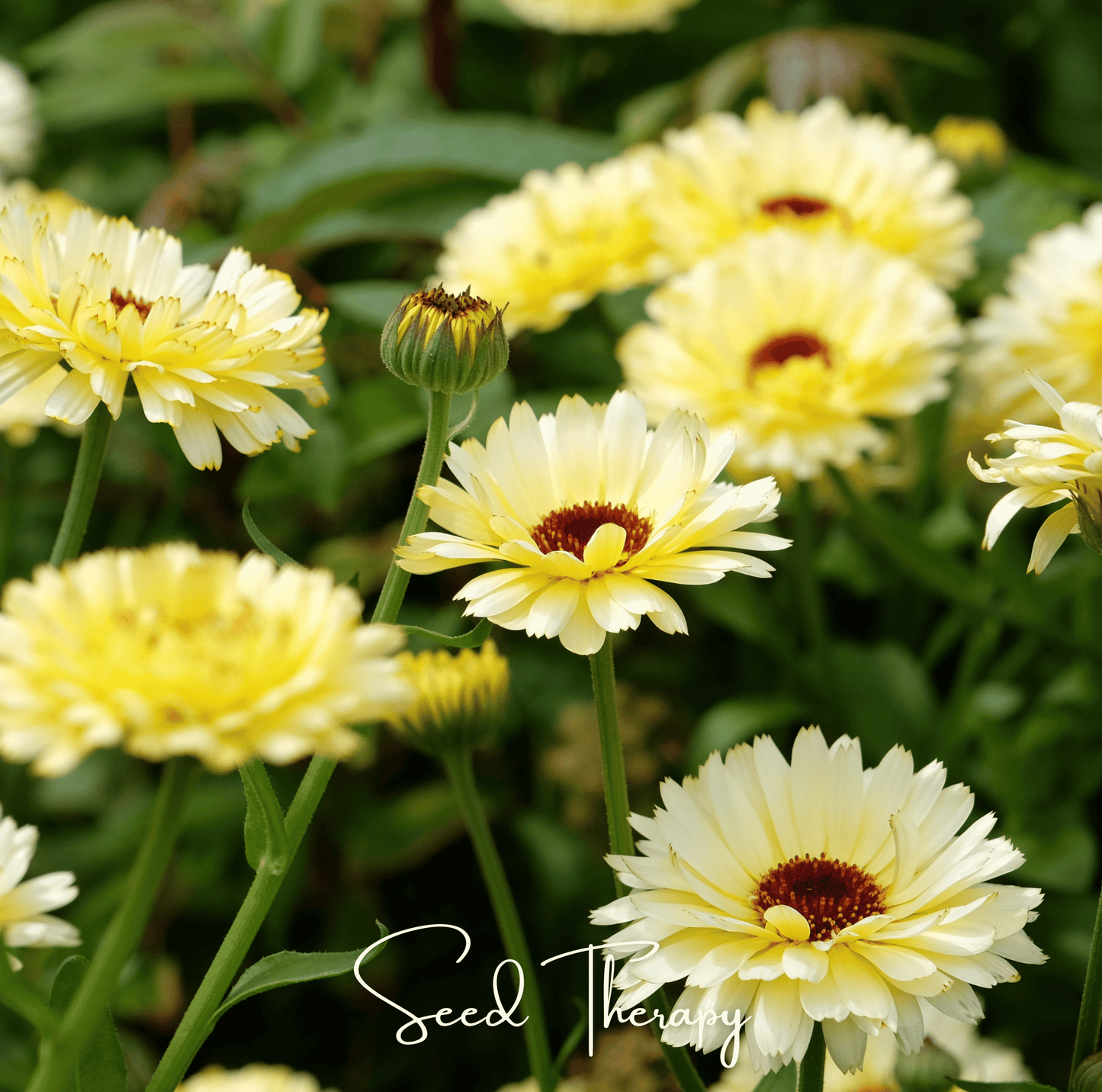 Ivory Princess Calendula ā 50 Seeds