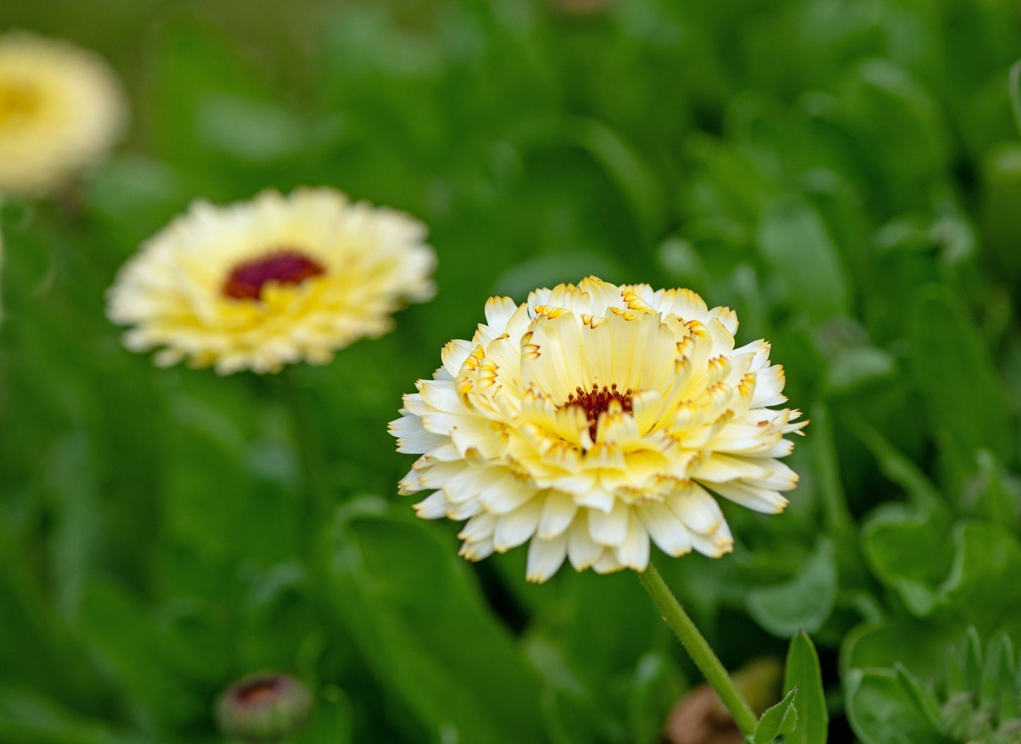 Ivory Princess Calendula ā 50 Seeds