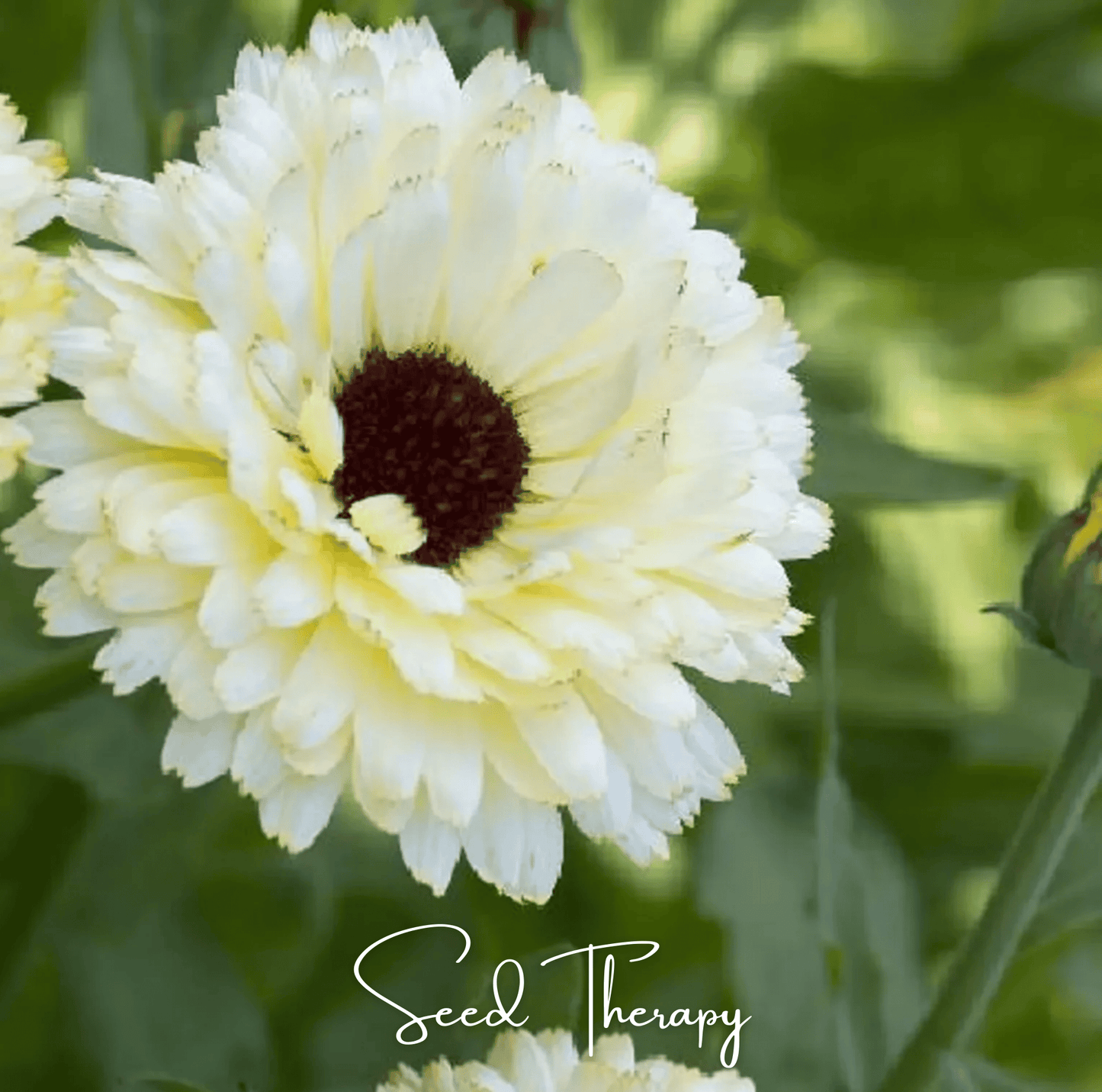 Ivory Princess Calendula ā 50 Seeds