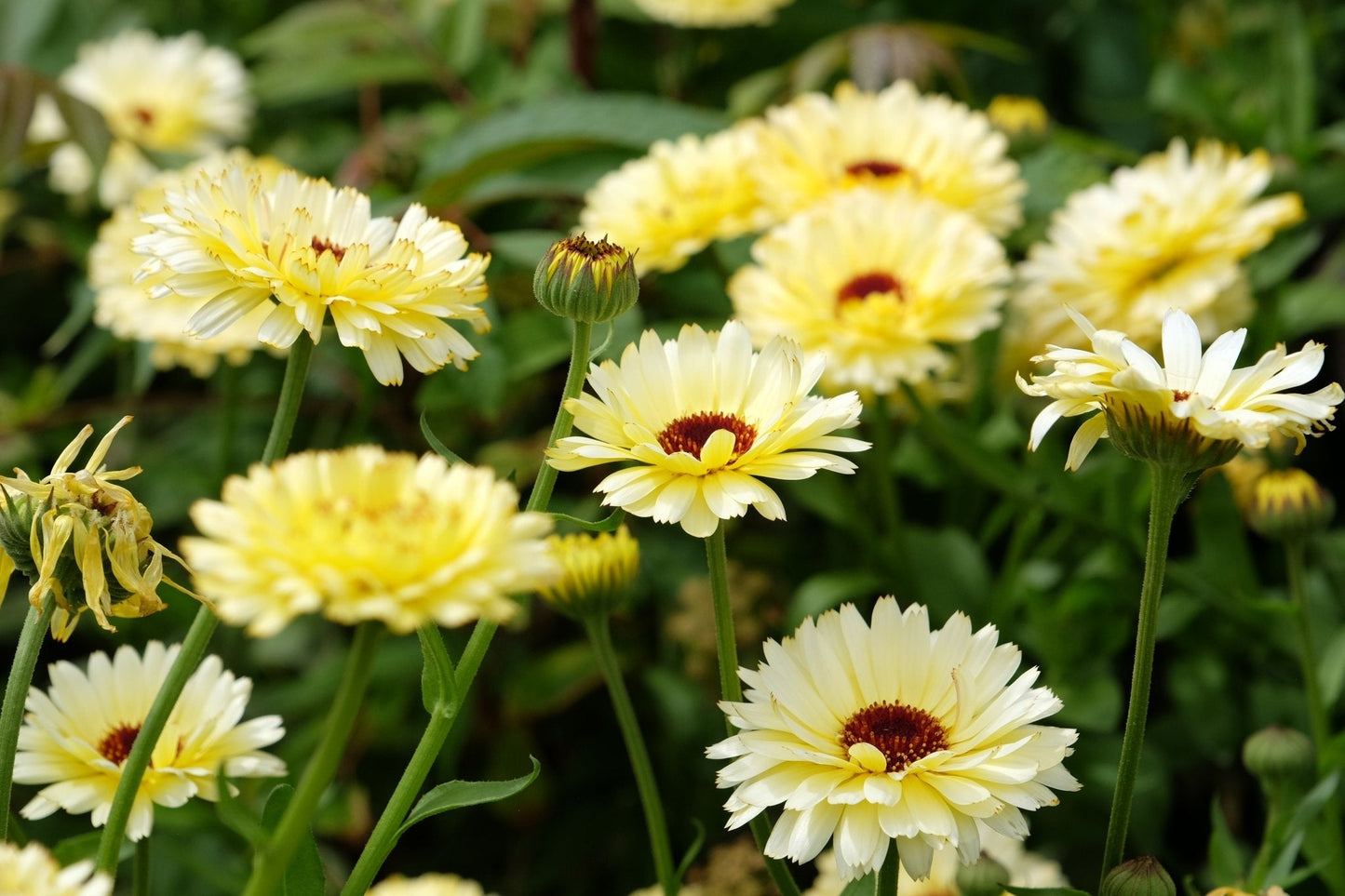 Ivory Princess Calendula ā 50 Seeds